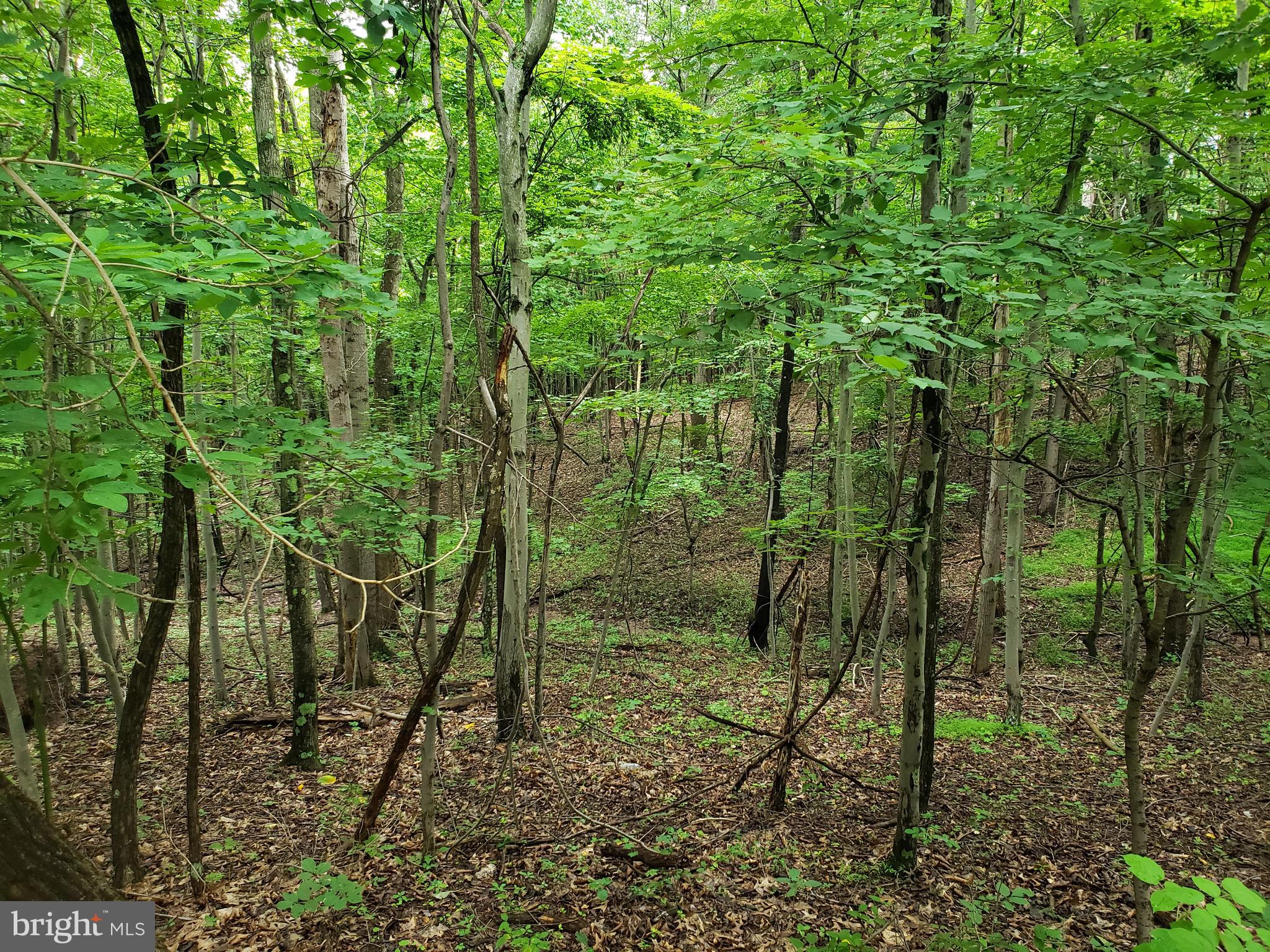 POTOMAC WOODS - Land