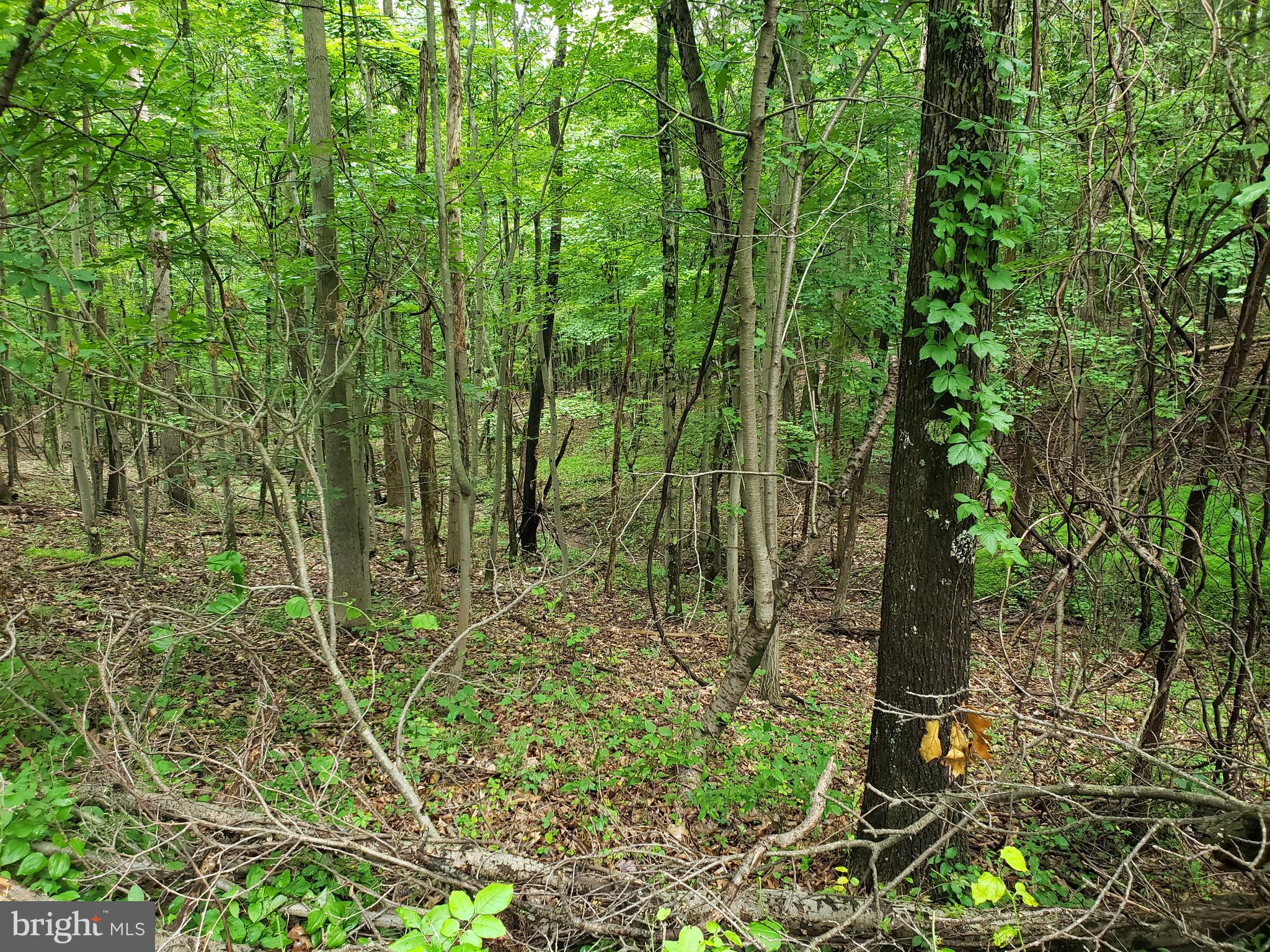 POTOMAC WOODS - Land