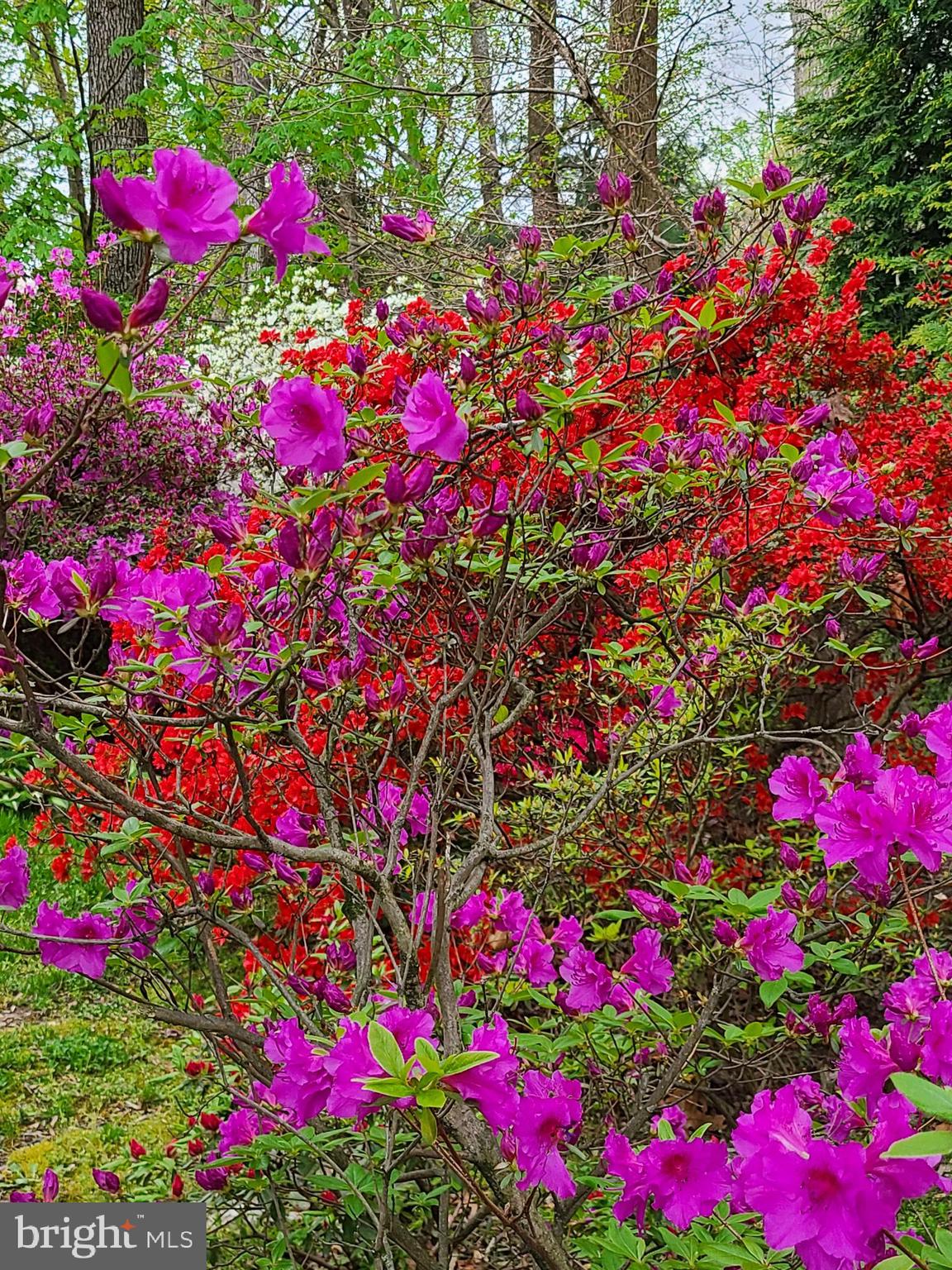 MANTUA HILLS - Residential