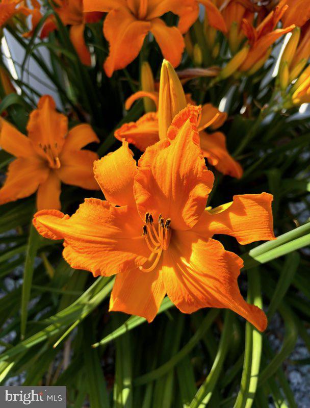 KENWOOD - Residential