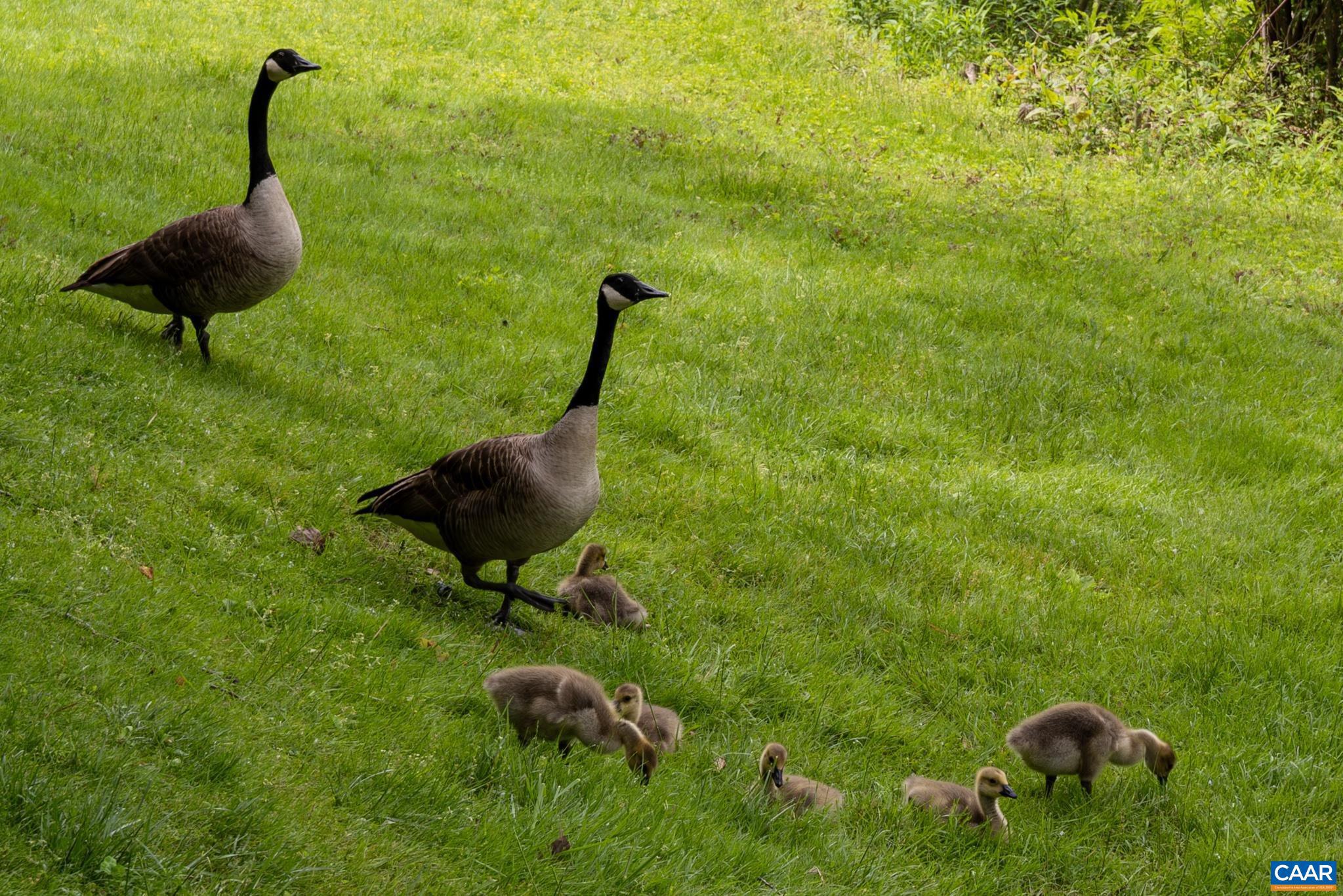 FOREST LAKES - Residential