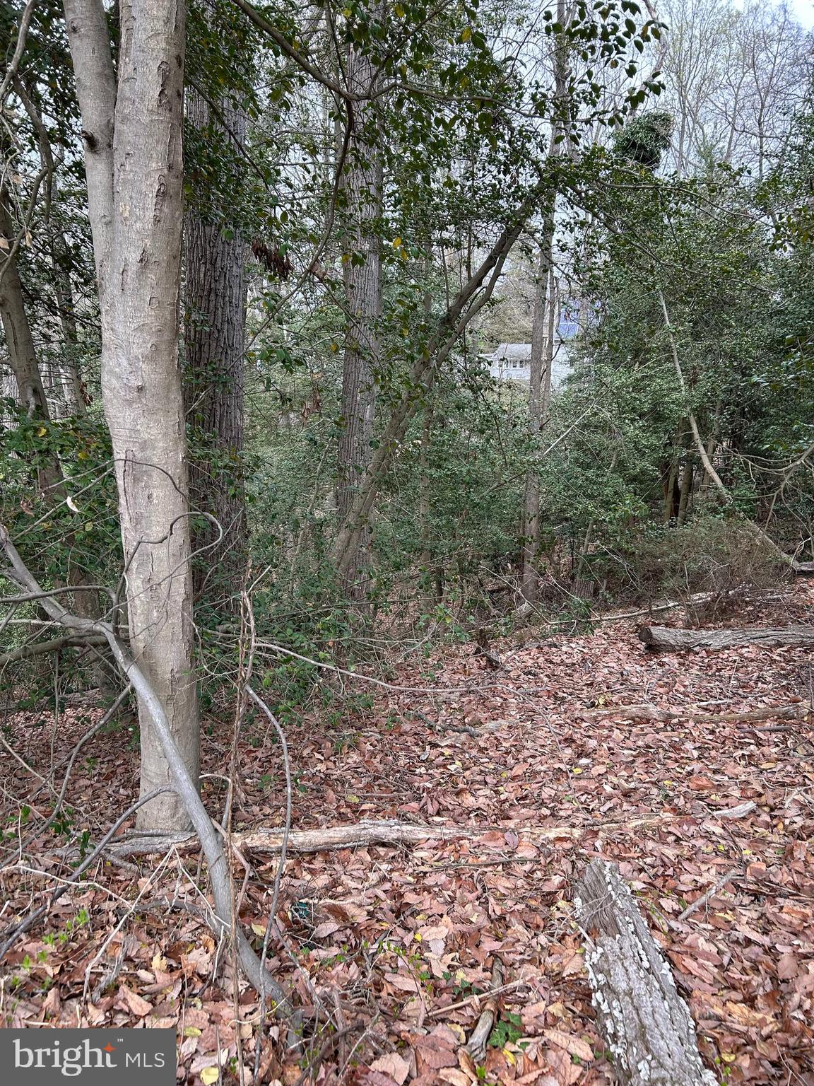 BEECH TRAIL