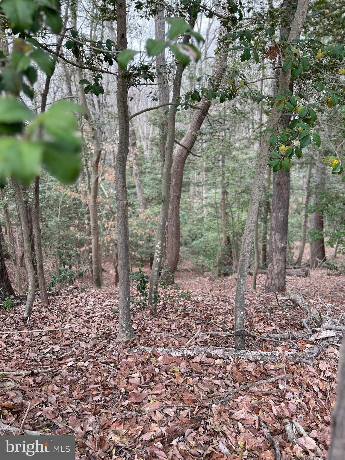 BEECH TRAIL