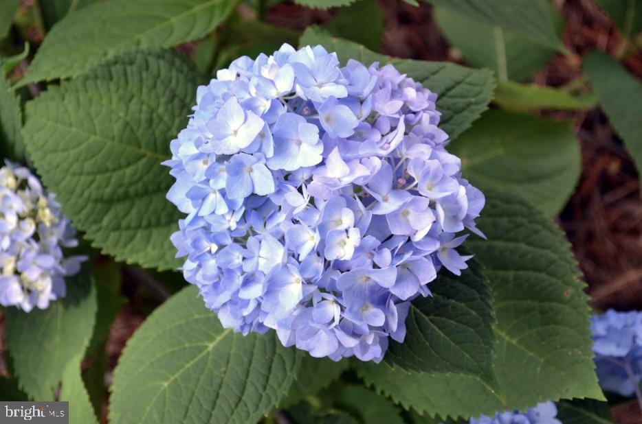 MOUNT WASHINGTON - Residential