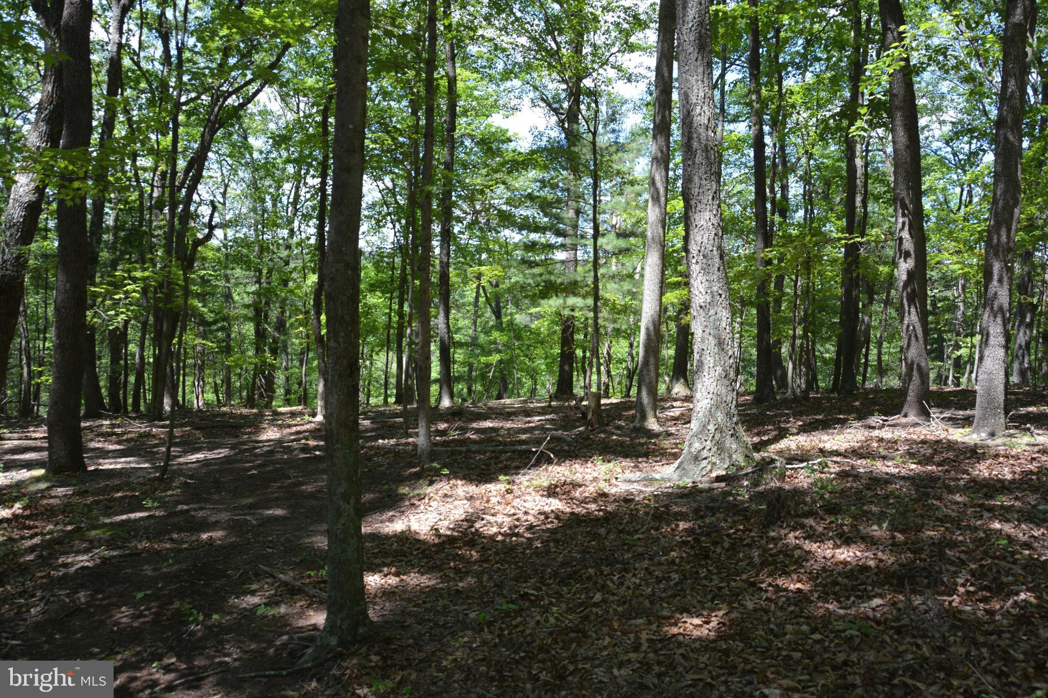 RITTER MOUNTAIN - Land