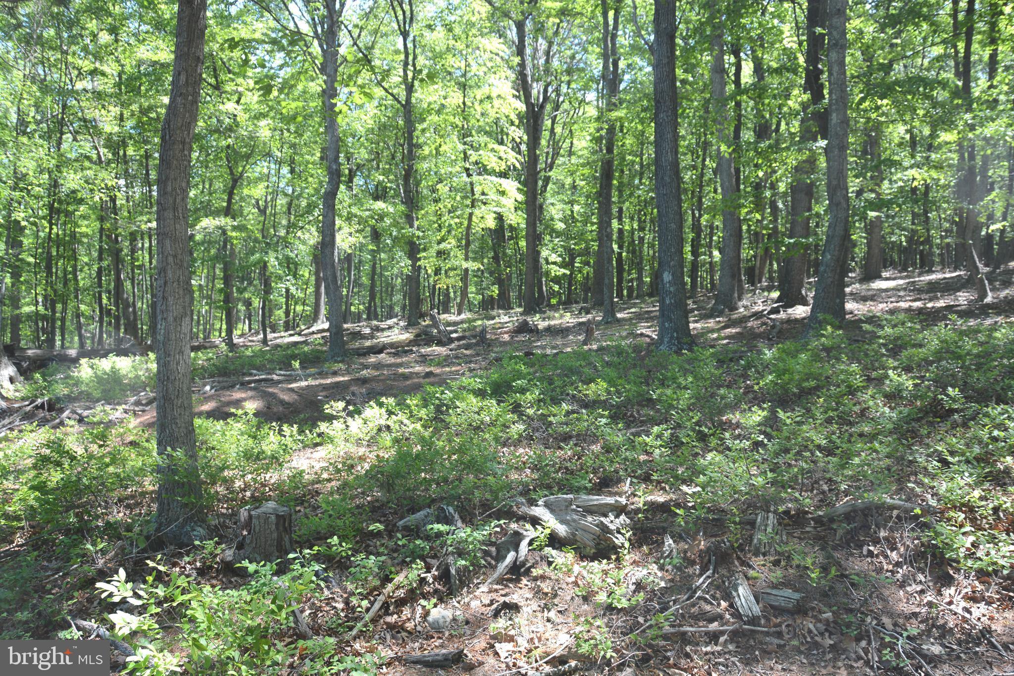 RITTER MOUNTAIN - Land