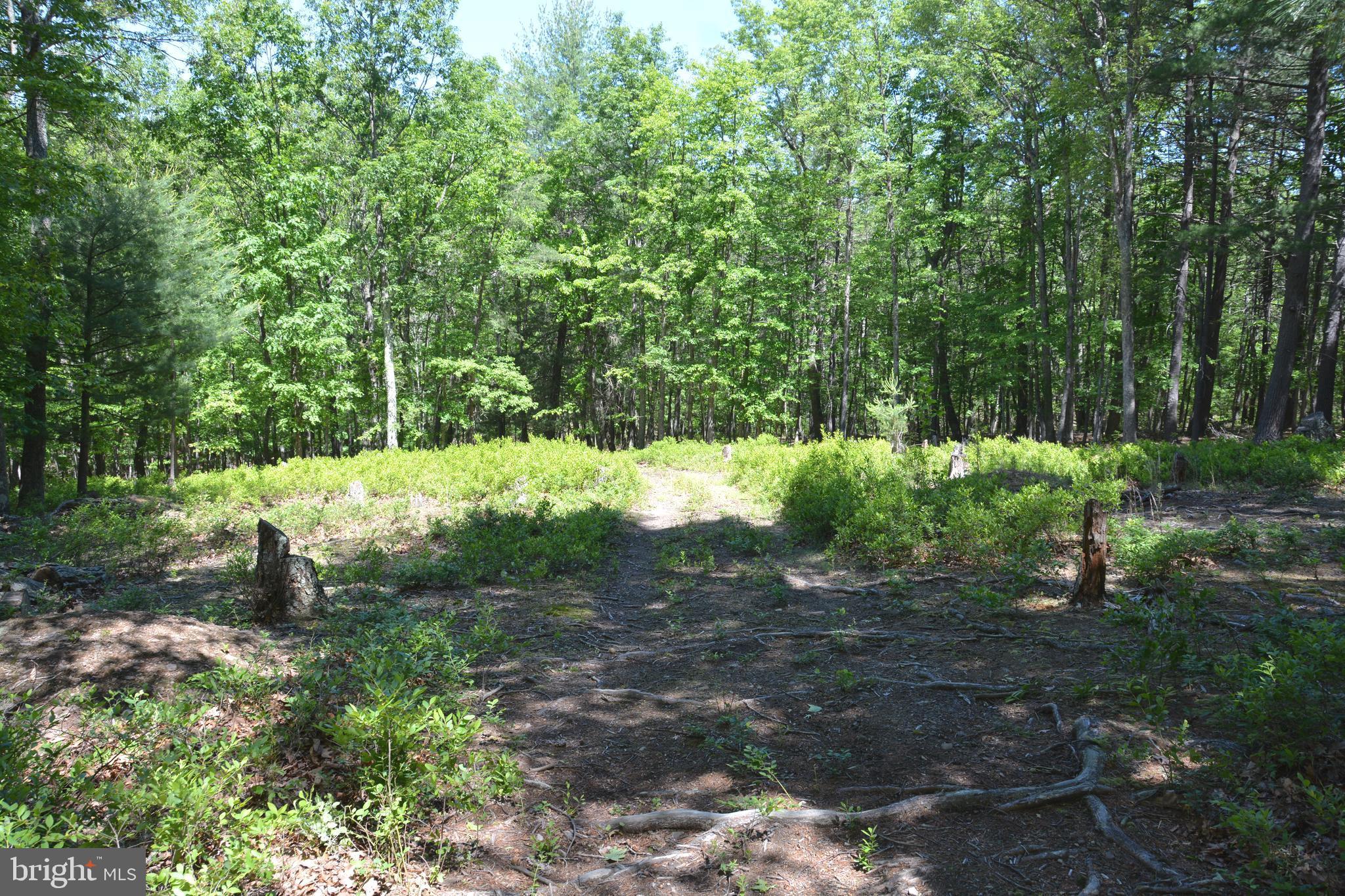 RITTER MOUNTAIN - Land