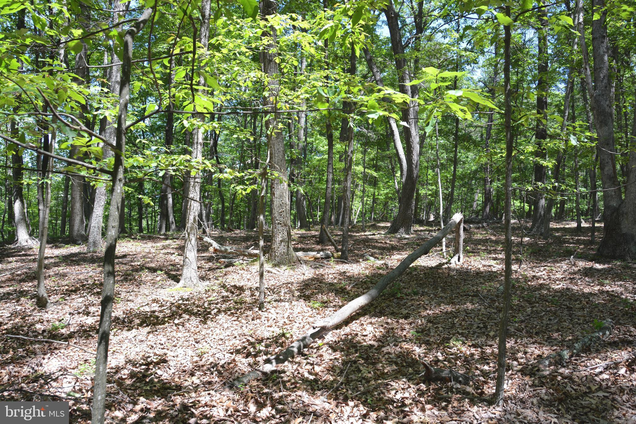 RITTER MOUNTAIN - Land