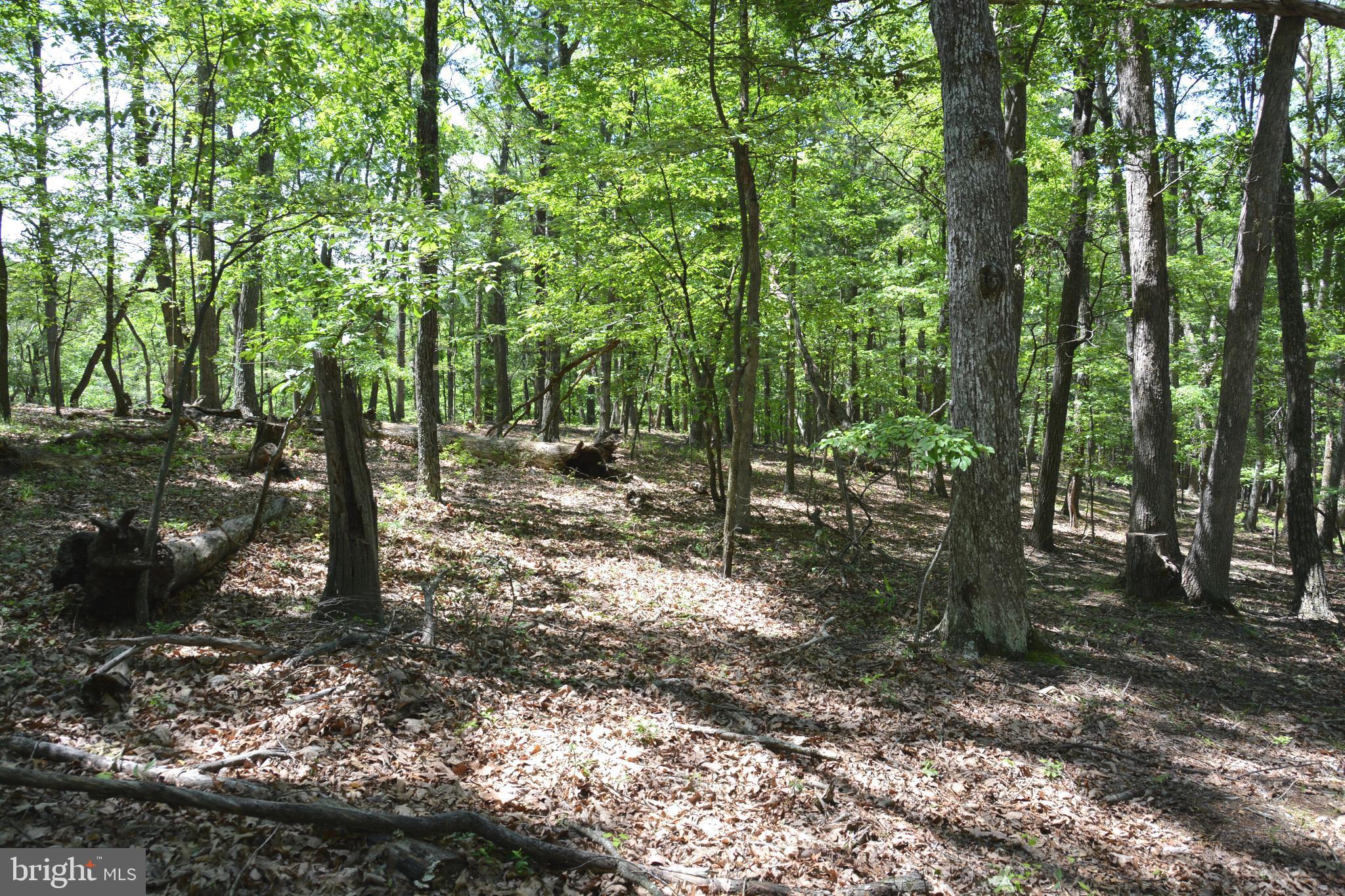 RITTER MOUNTAIN - Land