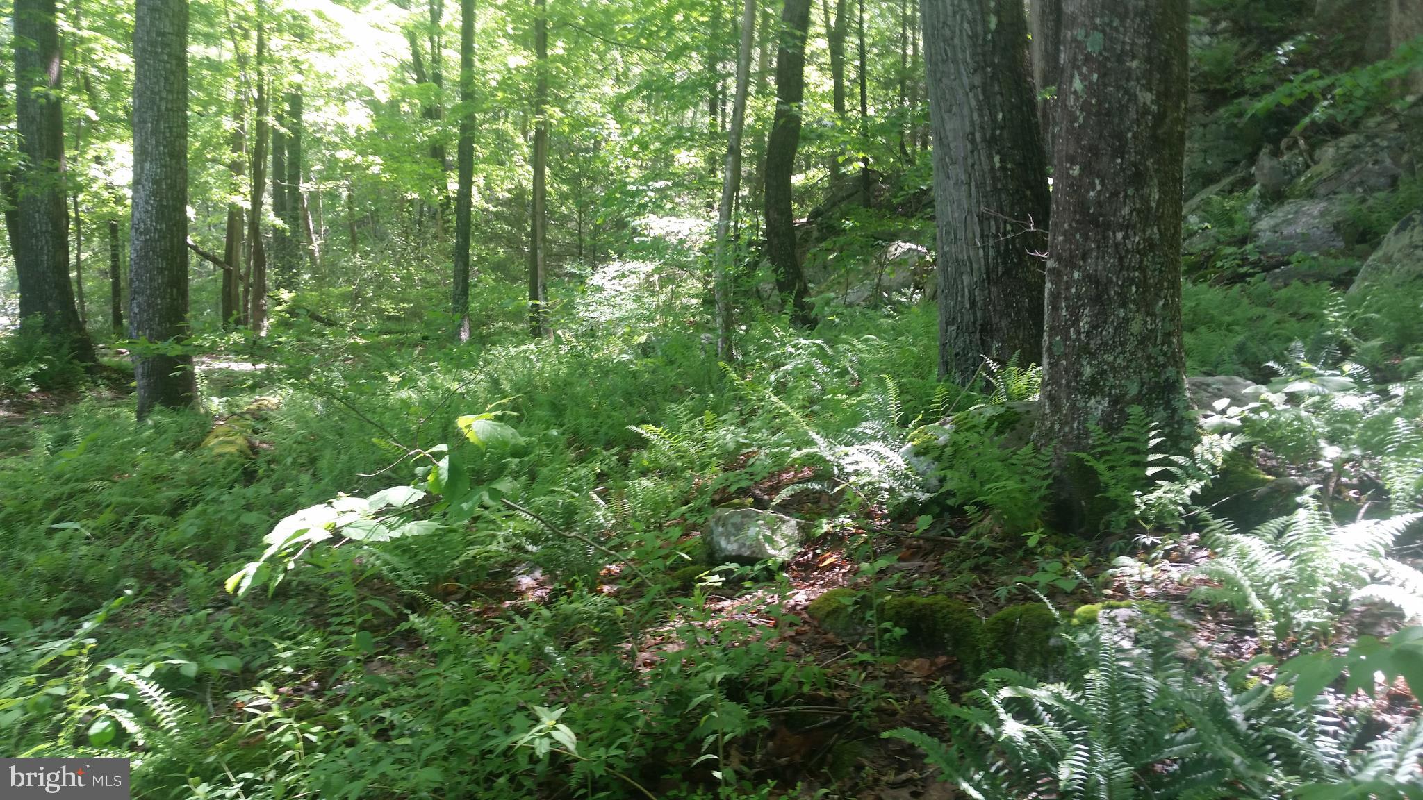 CACAPON RIVER ESTATES - Land