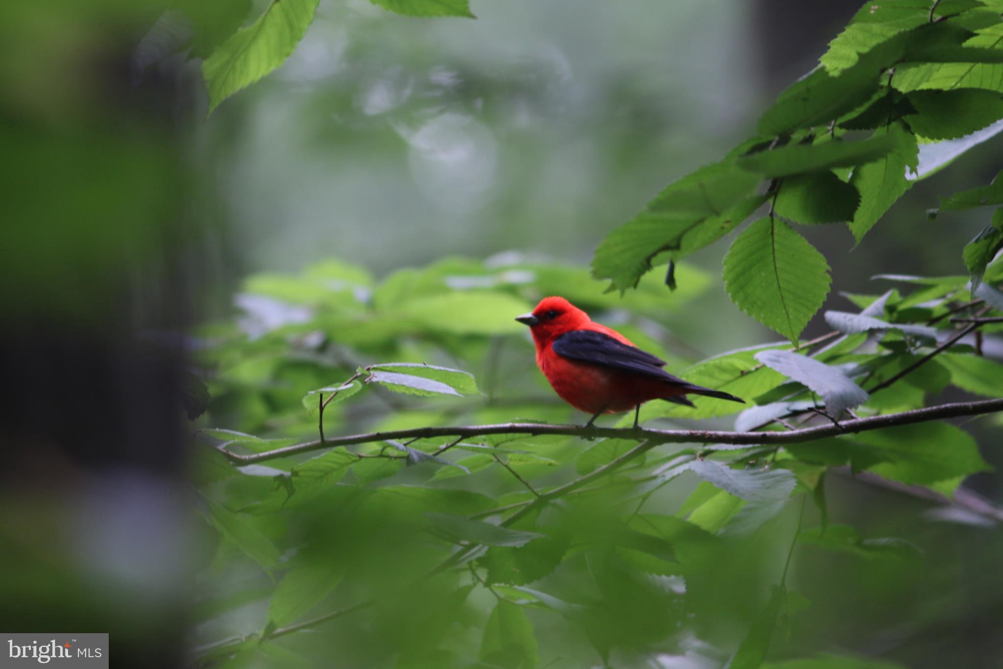 CACAPON RIVER ESTATES - Land