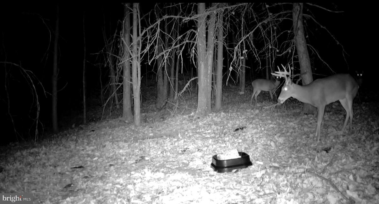 BOWLING GREEN - Residential