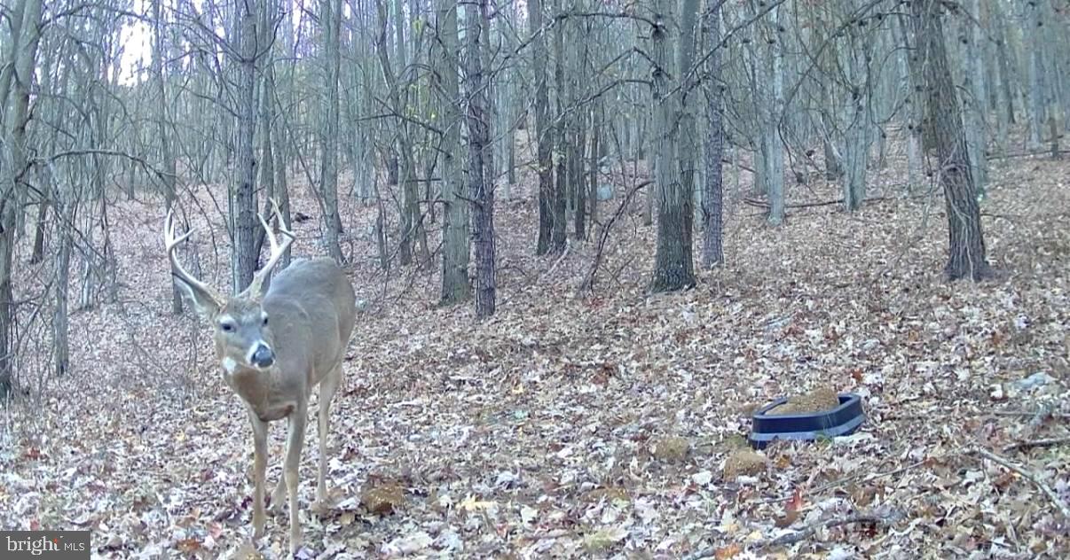 BOWLING GREEN - Residential