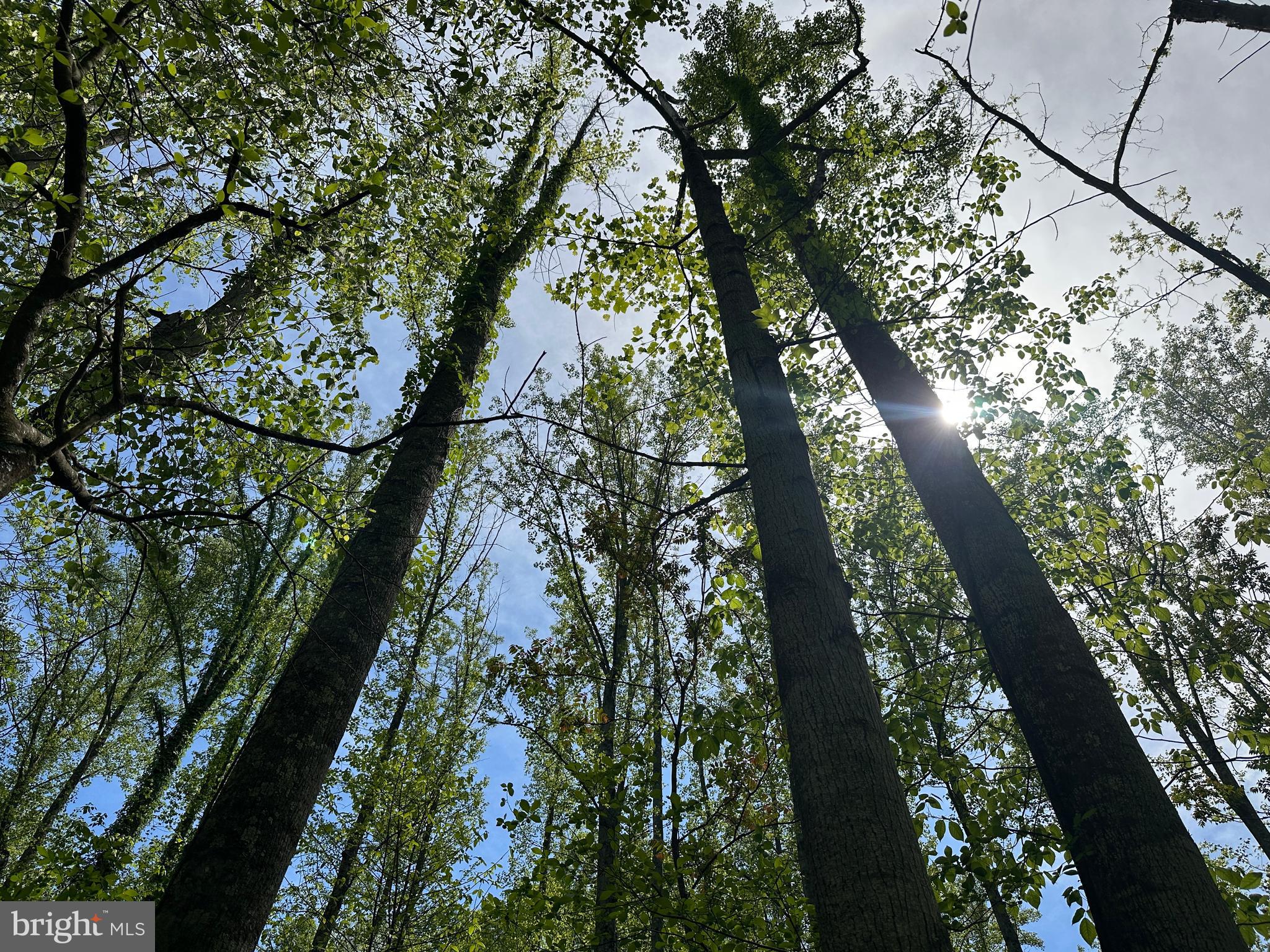 CACAPON HILLS - Land