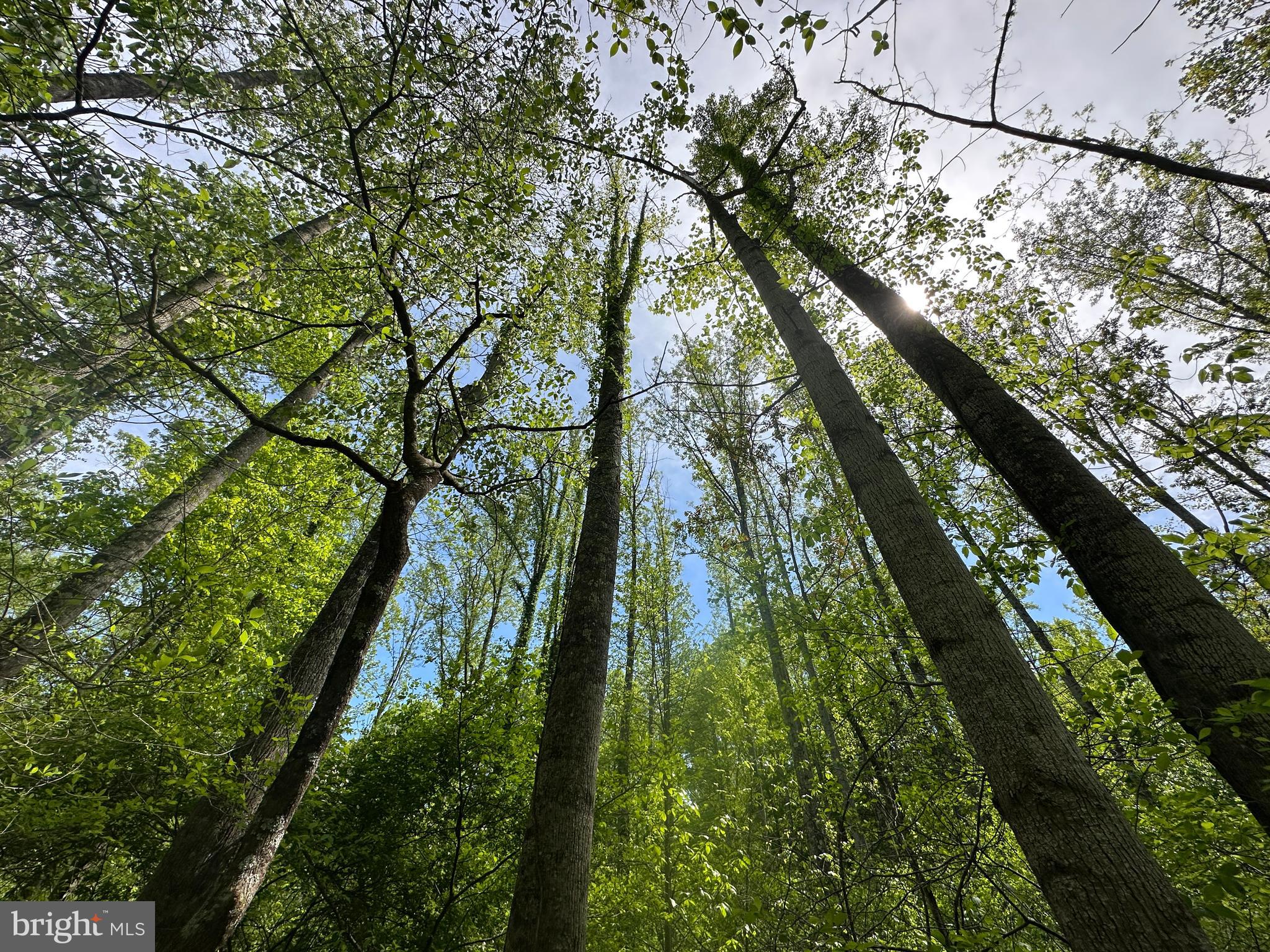 CACAPON HILLS - Land
