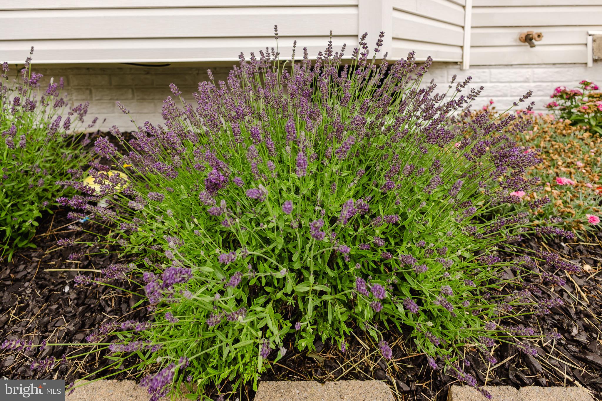 MUSSELMAN SQUARE - Residential