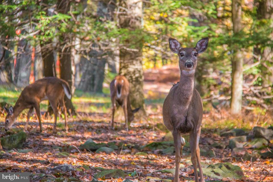 LAKE HARMONY ESTATES - Residential