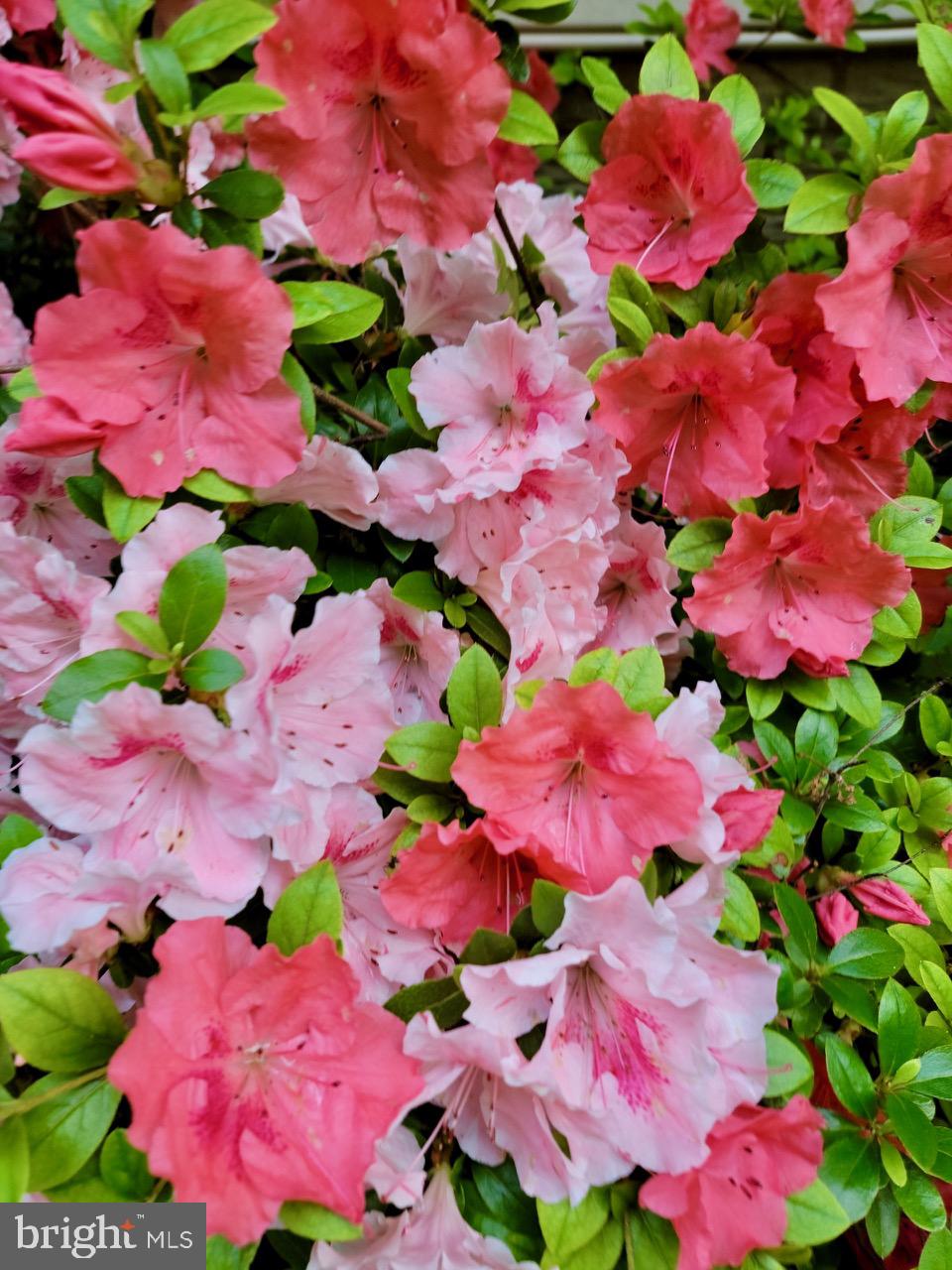 CARRIAGE HILLS - Residential