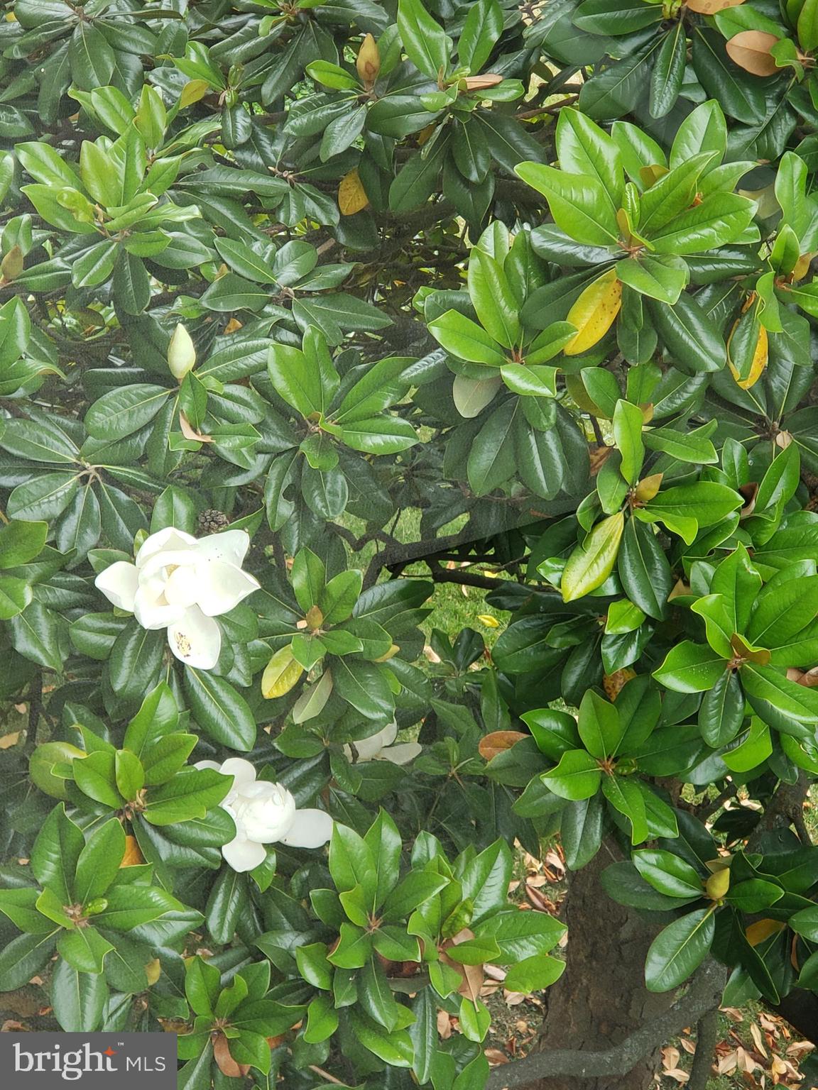 ROSSMOOR LEISURE WORLD - Residential