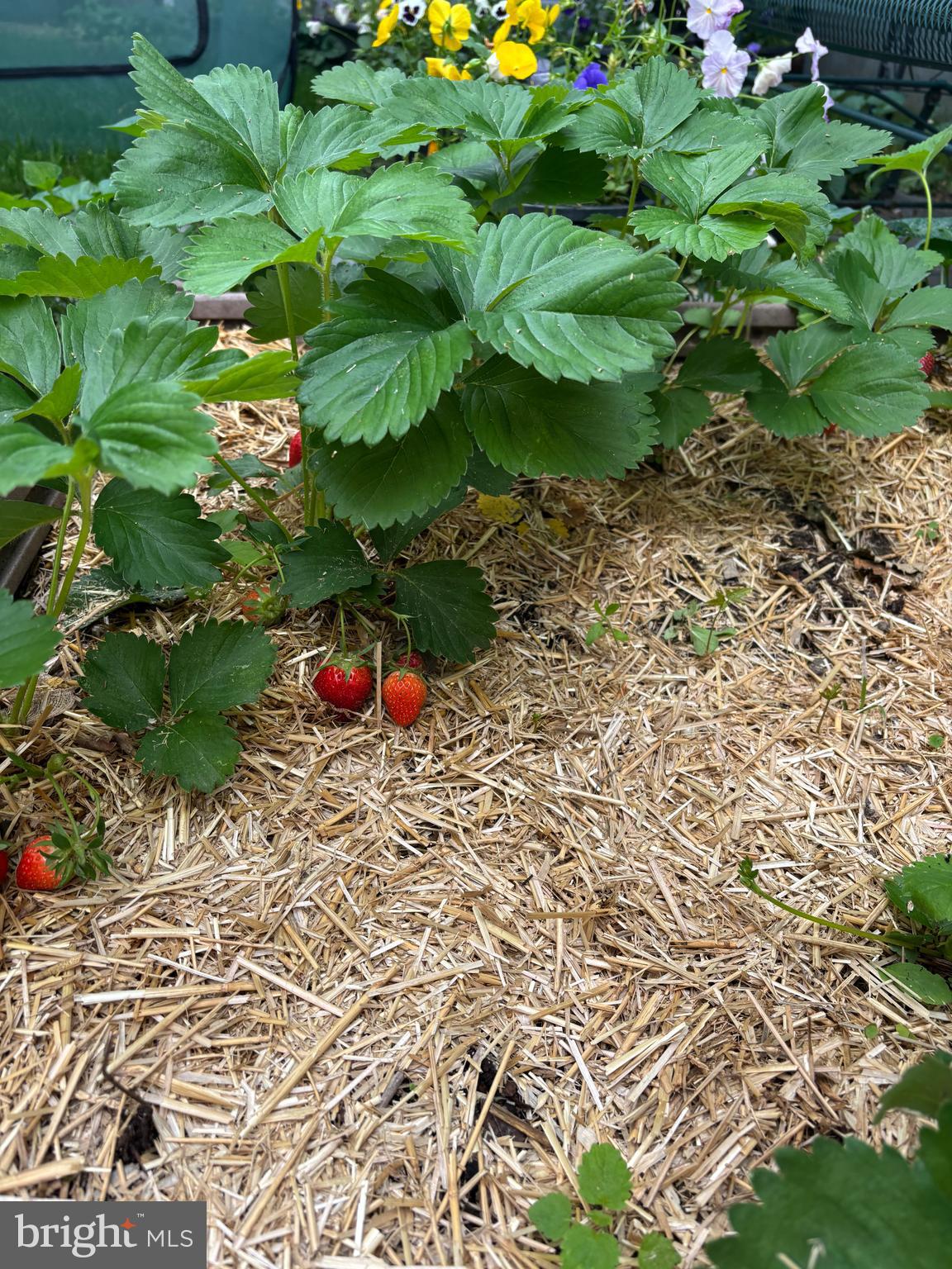 FRANCISVILLE - Residential