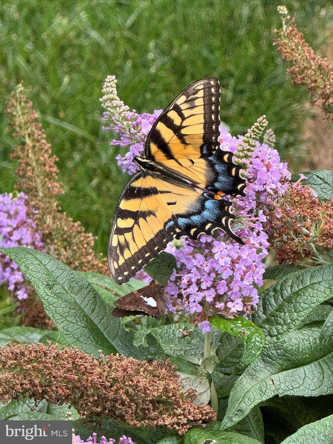 LAKEVIEW ESTATES - Residential