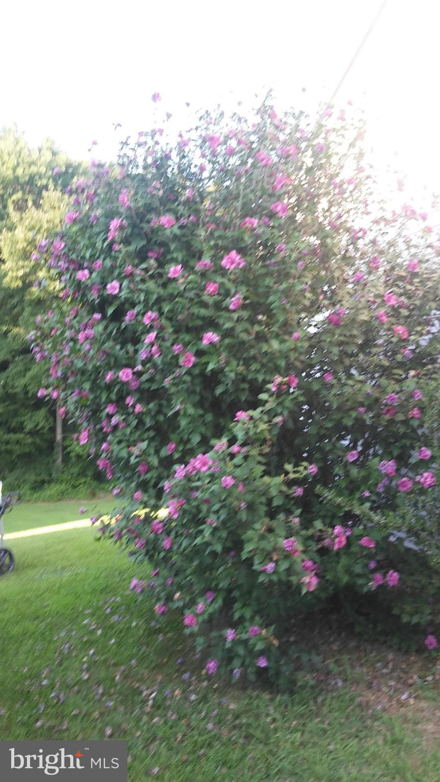 MAXA WOODS - Residential