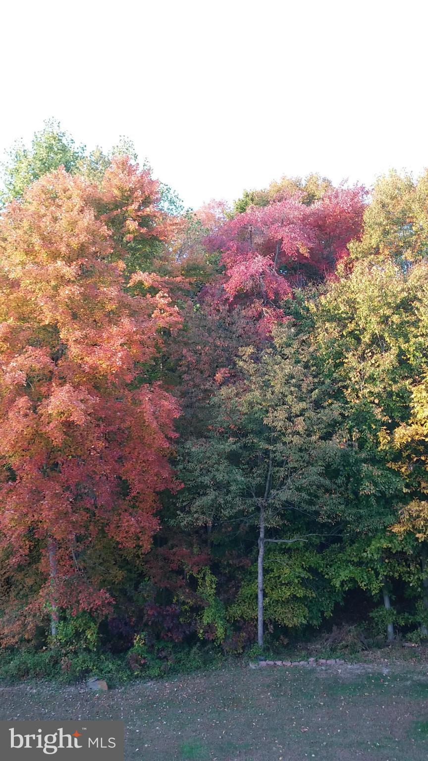 MAXA WOODS - Residential