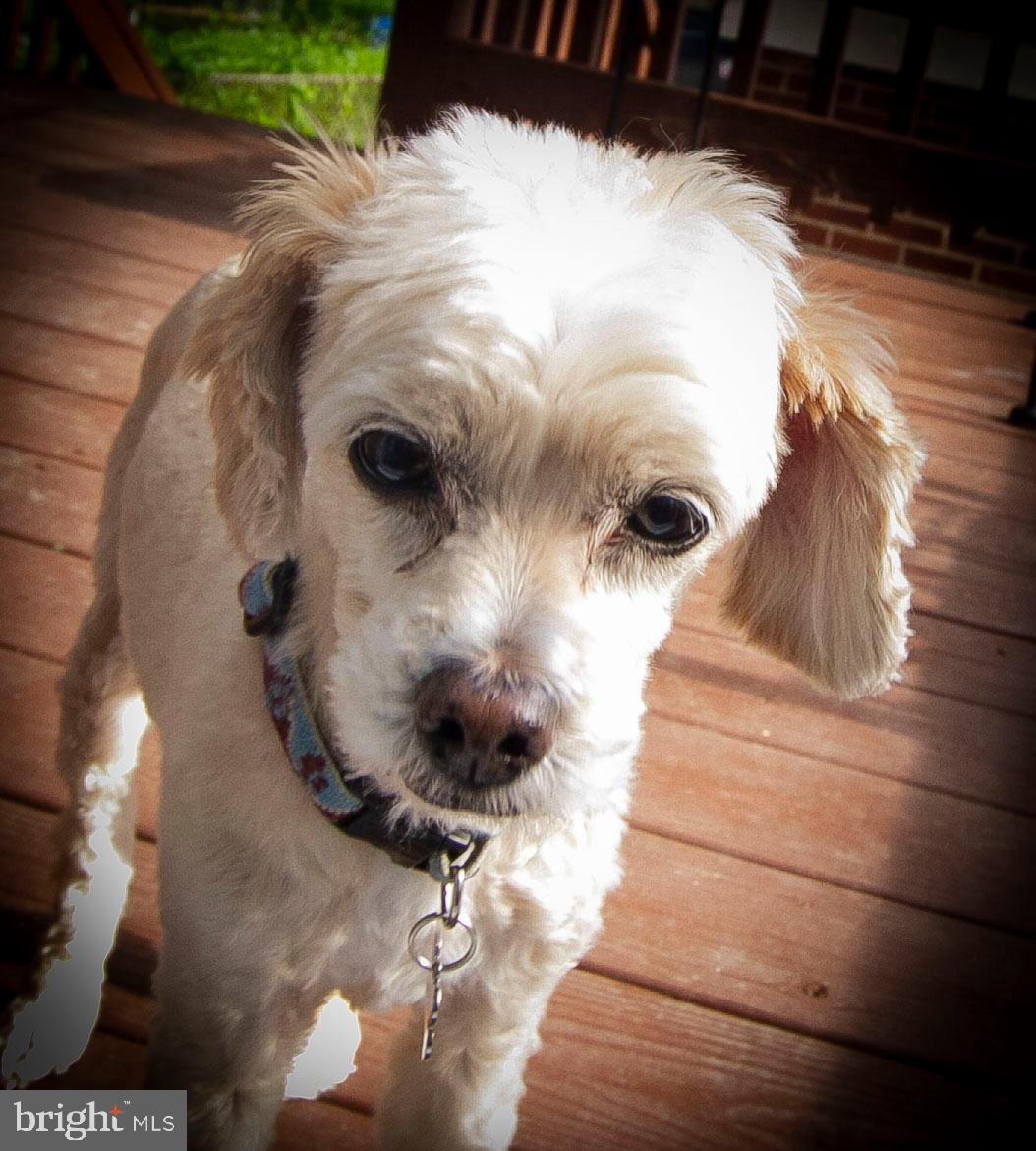 RODGERS FORGE - Residential