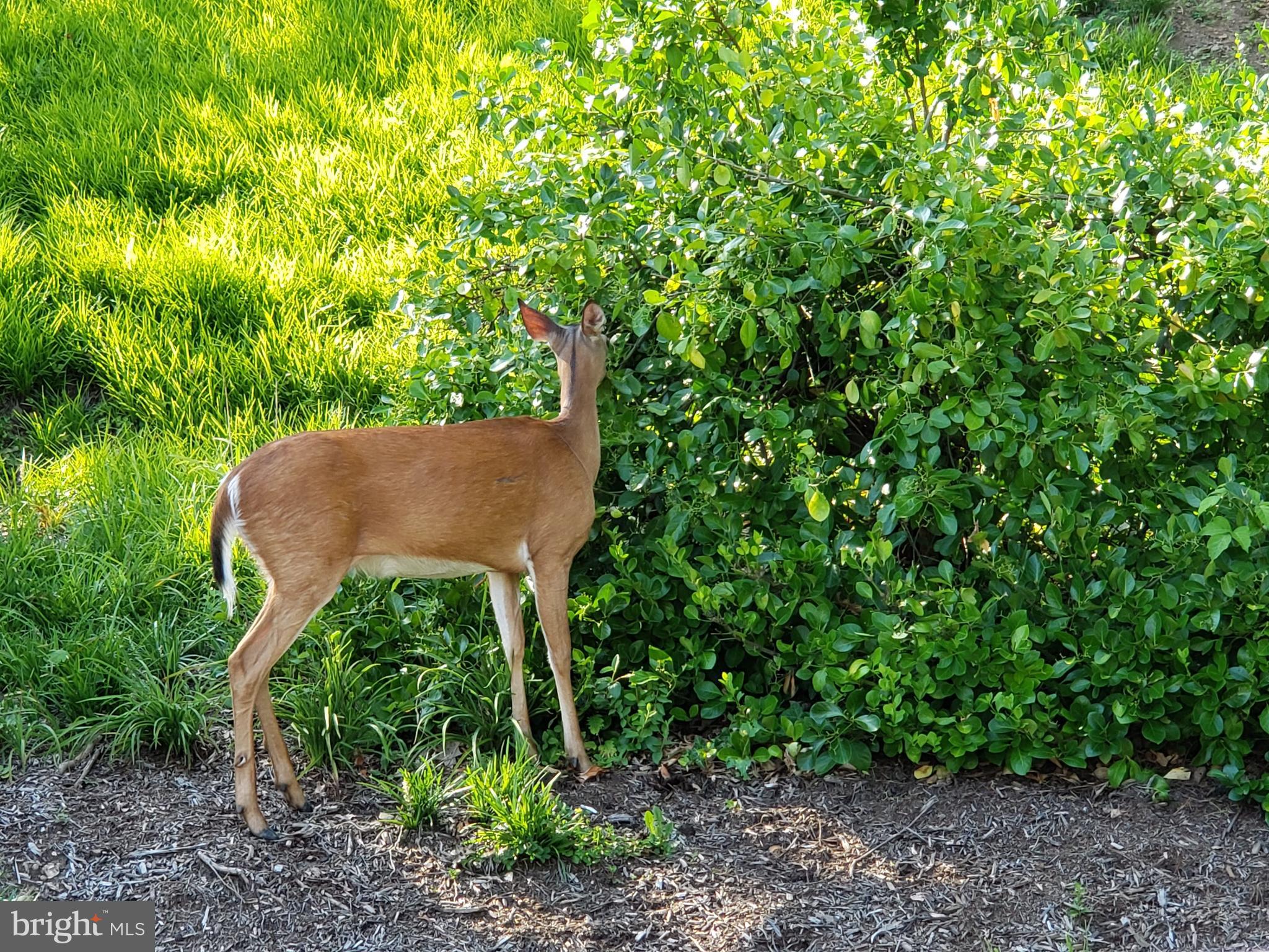 MONTEBELLO - Residential Lease