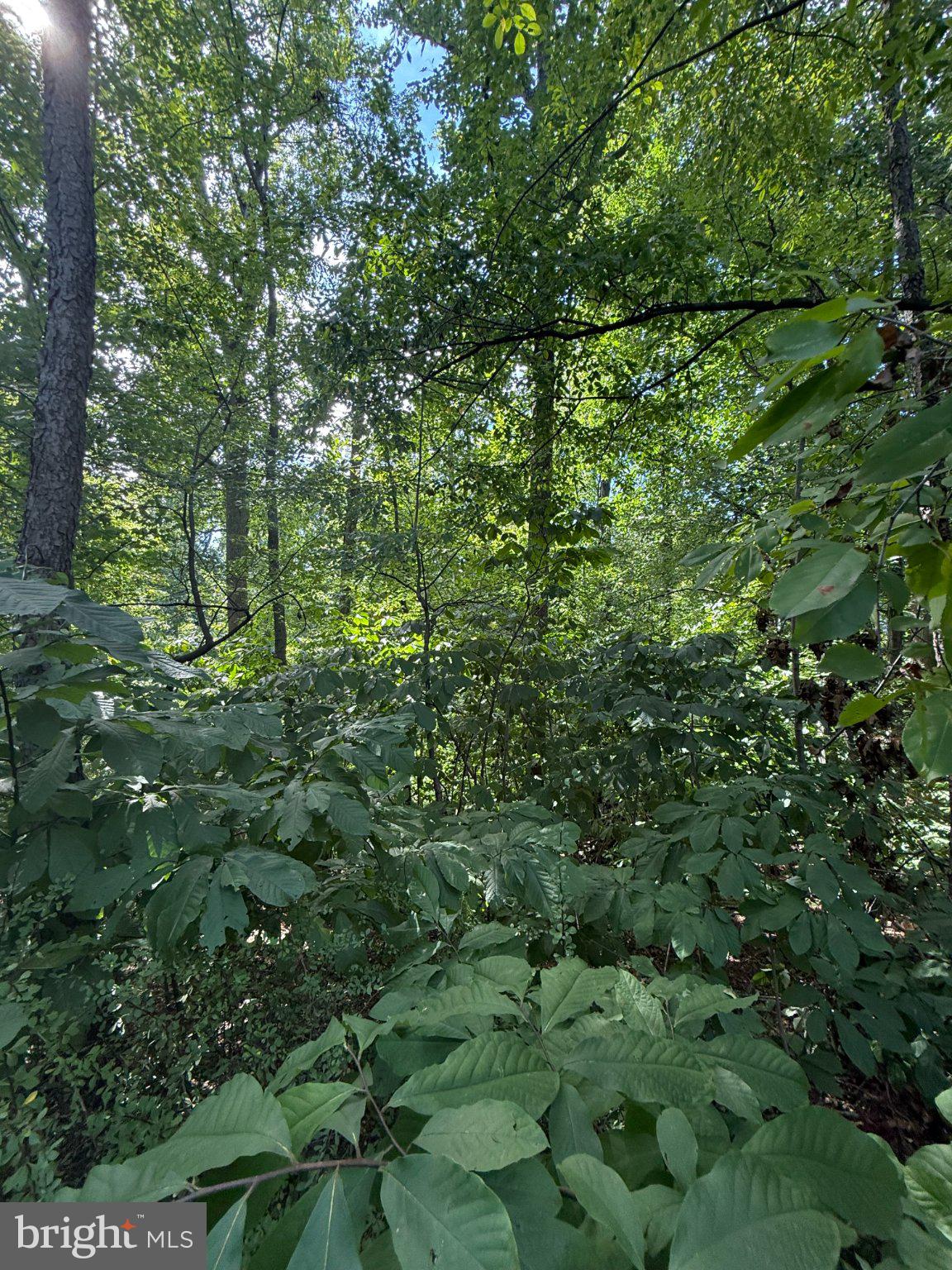 LOT 98 GREAT OAK LANE