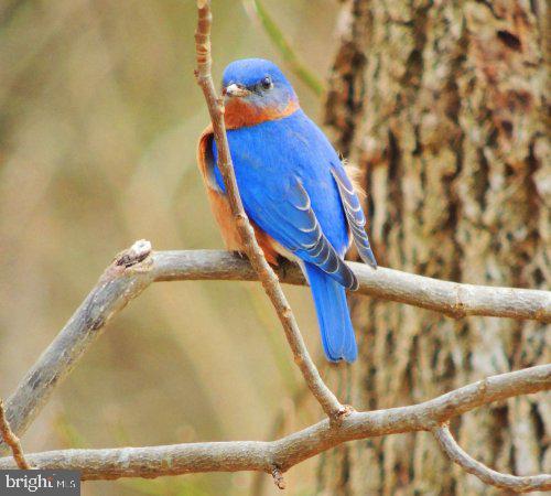 OAKLAND MILLS - Residential