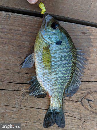 OAKLAND MILLS - Residential