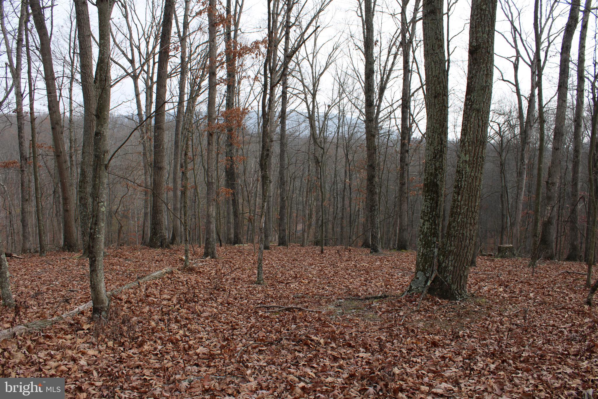 WHISPERING PINES - Land