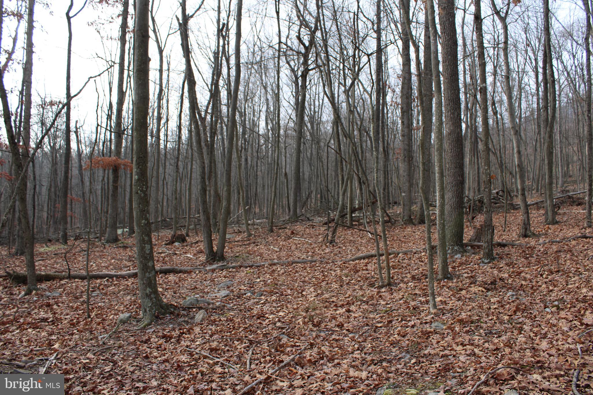 WHISPERING PINES - Land