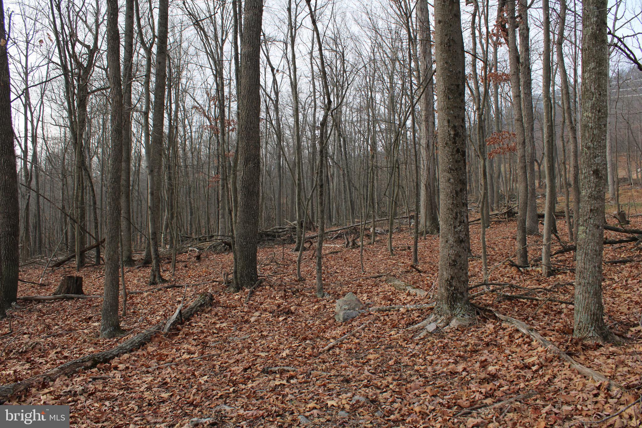 WHISPERING PINES - Land