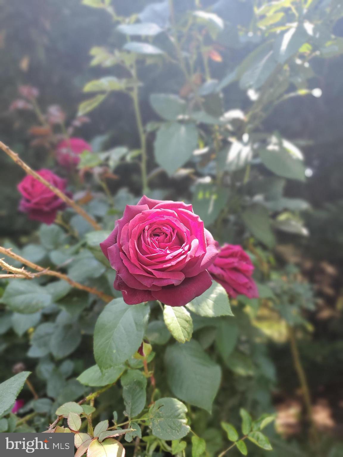 NORTH END - Residential