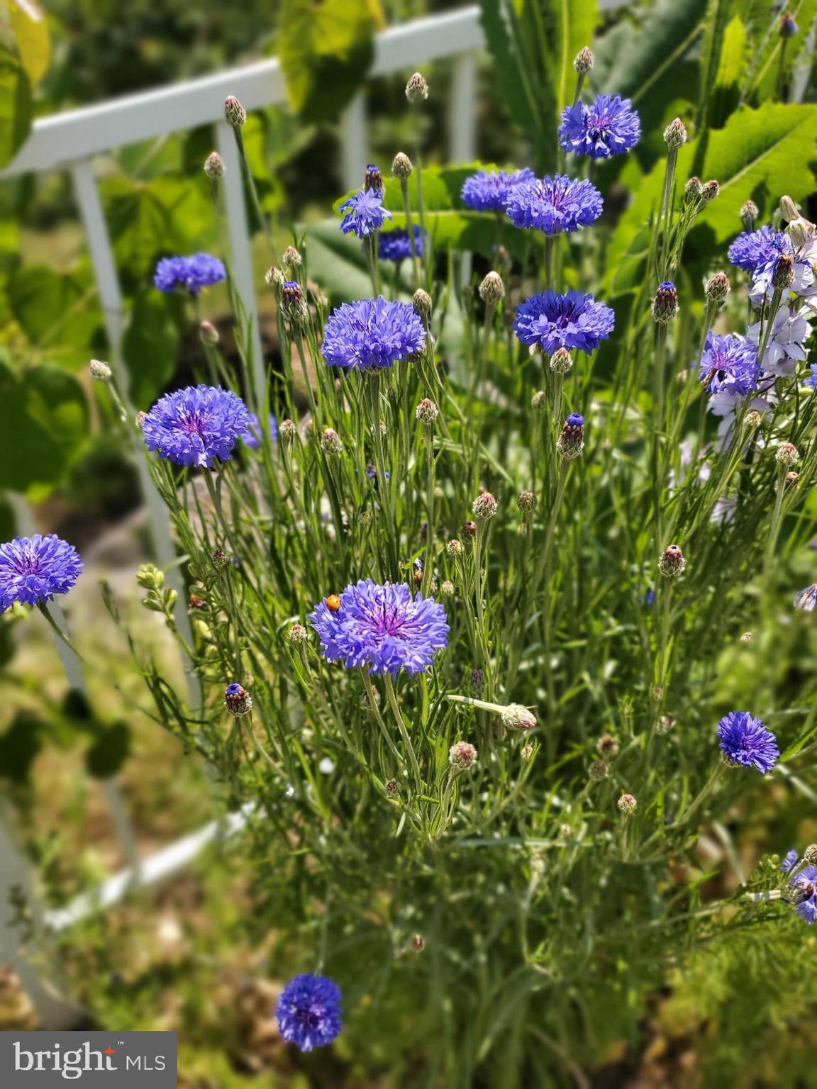 NORTH END - Residential