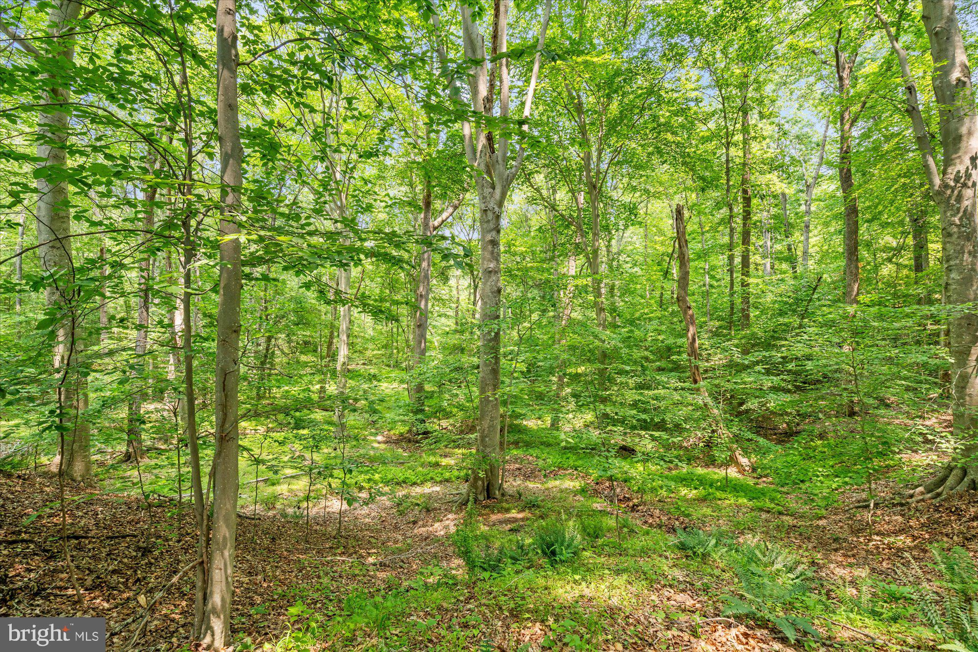 SHADOWALK - Residential