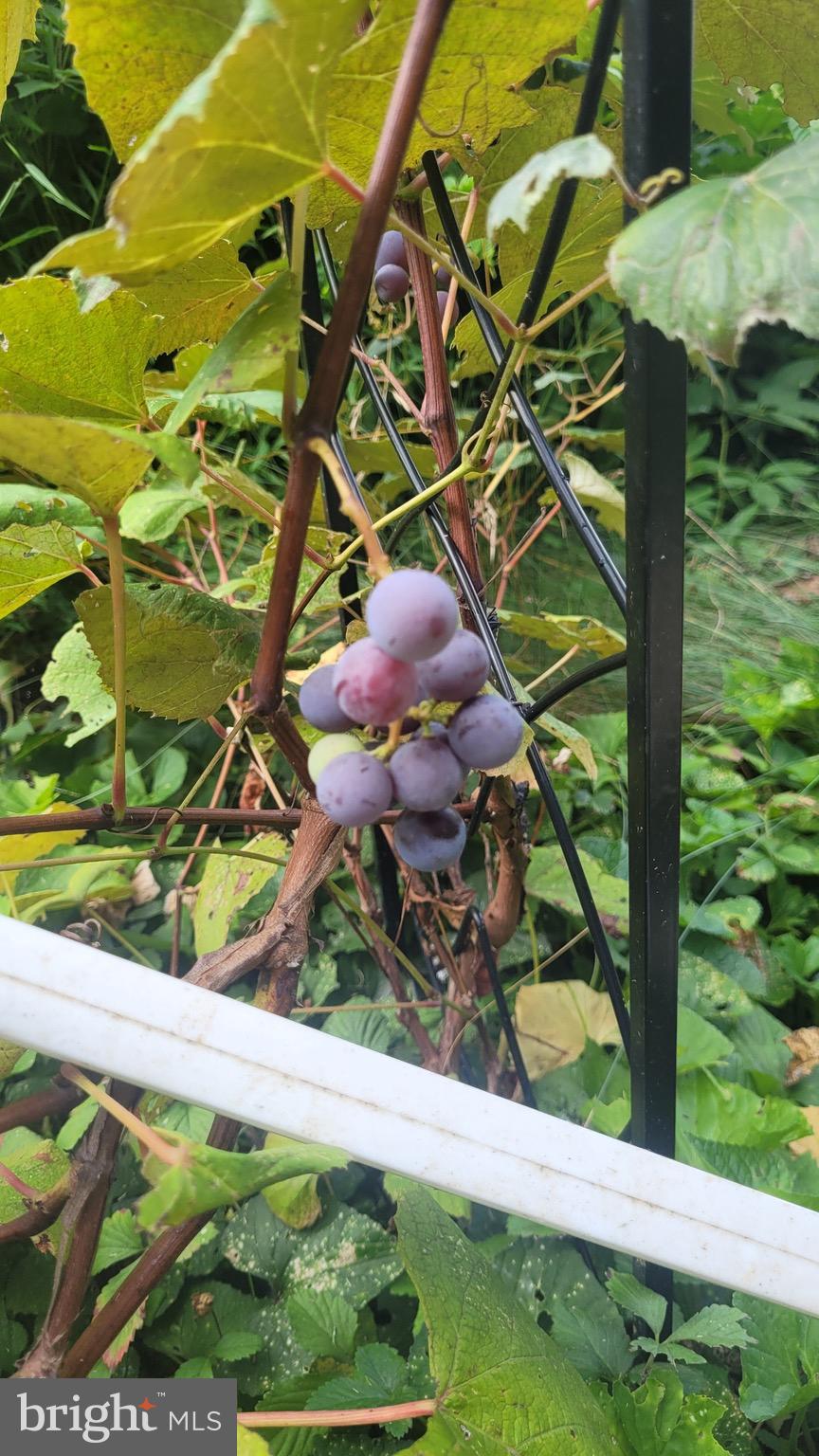 MANCHESTER ELECTION DISTRICT - Residential