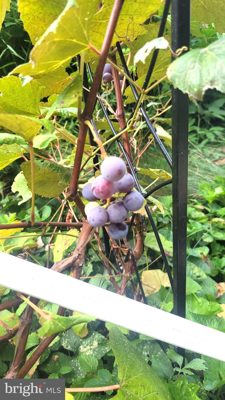 MANCHESTER ELECTION DISTRICT - Residential