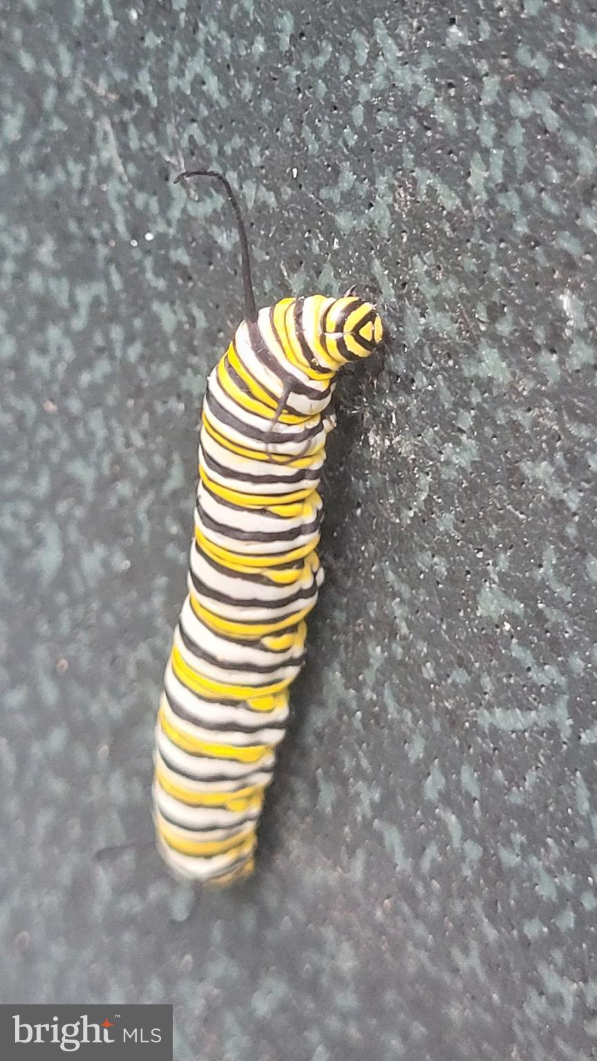 MANCHESTER ELECTION DISTRICT - Residential