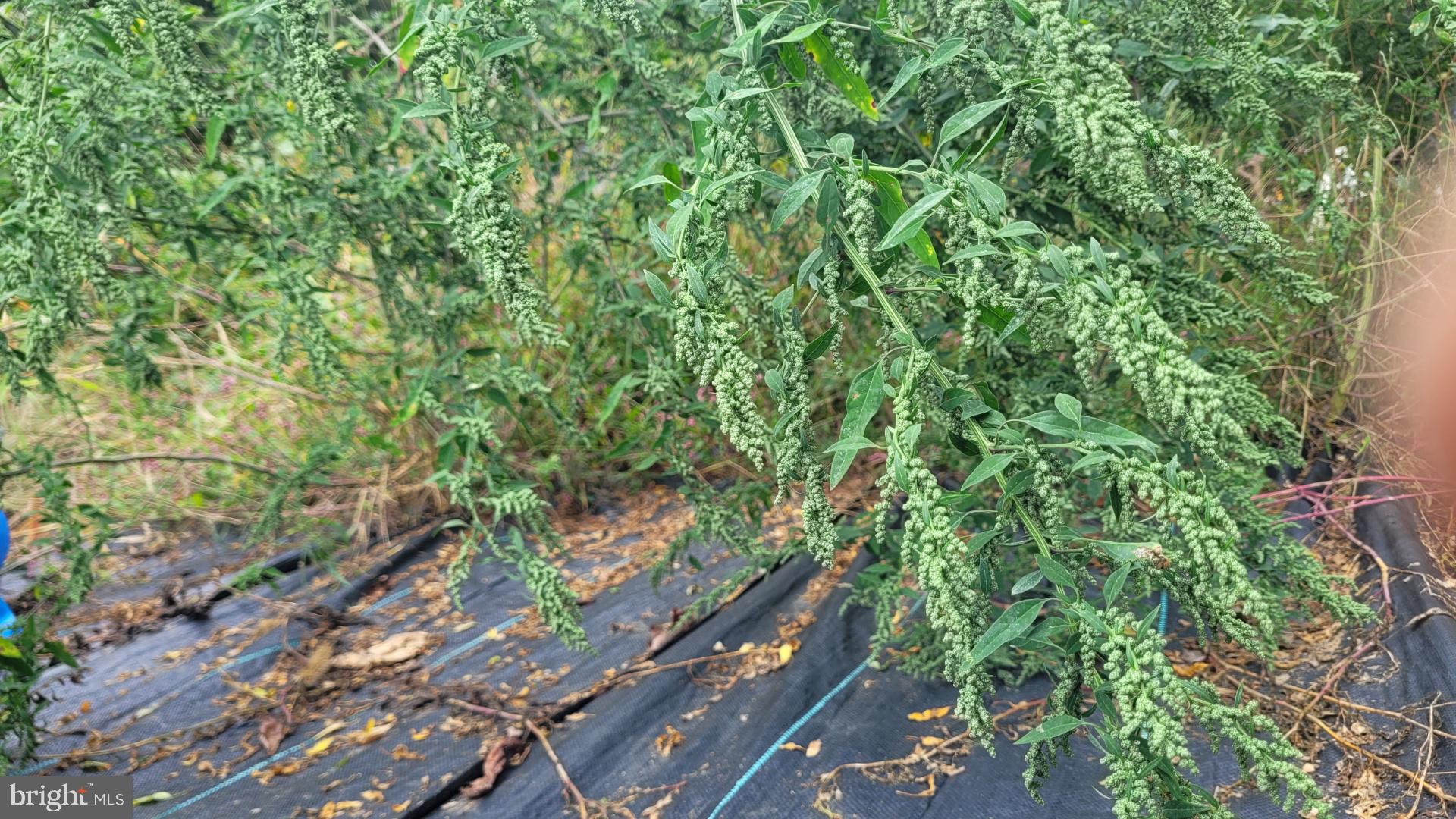 MANCHESTER ELECTION DISTRICT - Residential