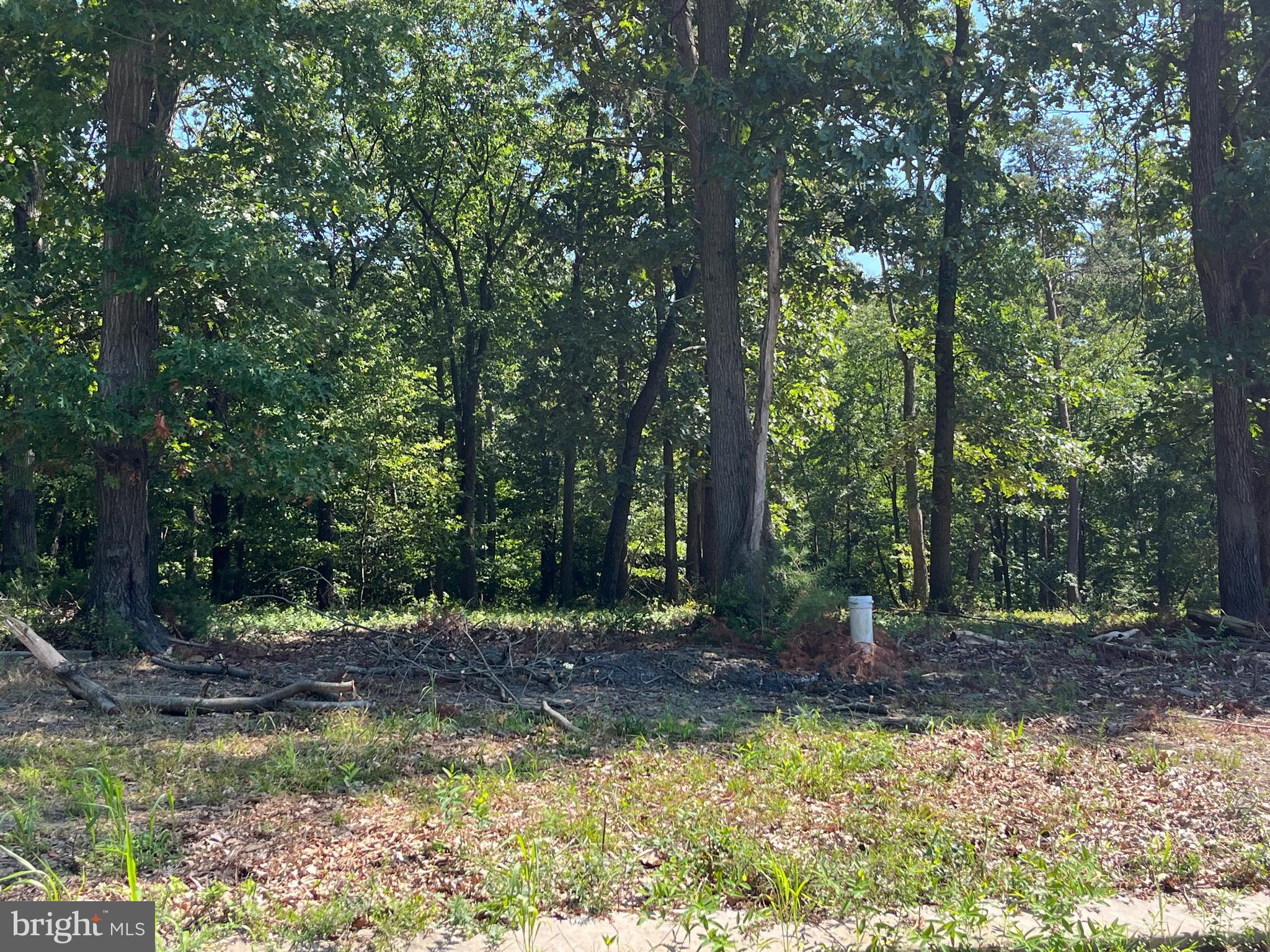 GREENWOOD FOREST - Land