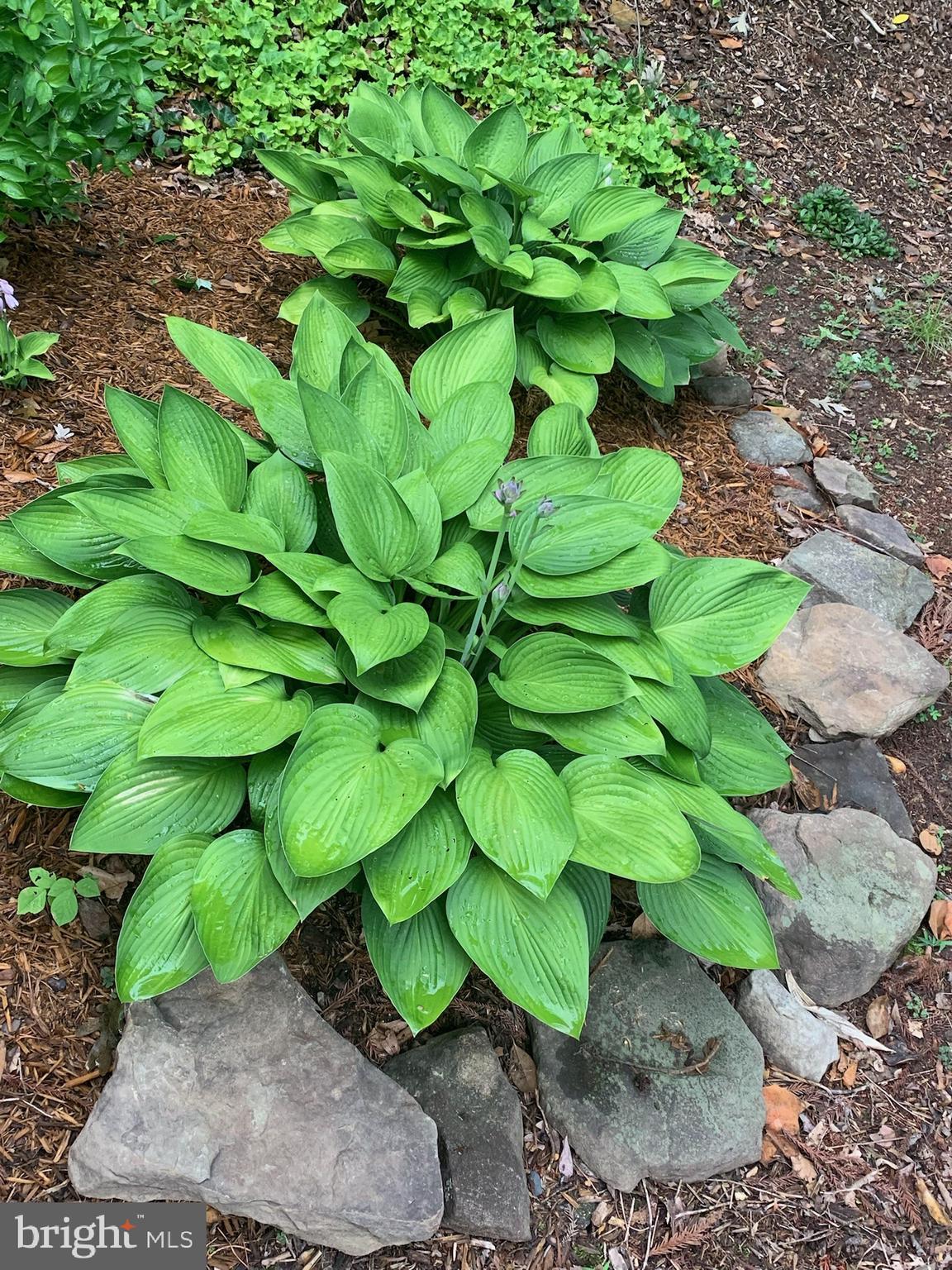 WATFORD VILLAGE - Residential