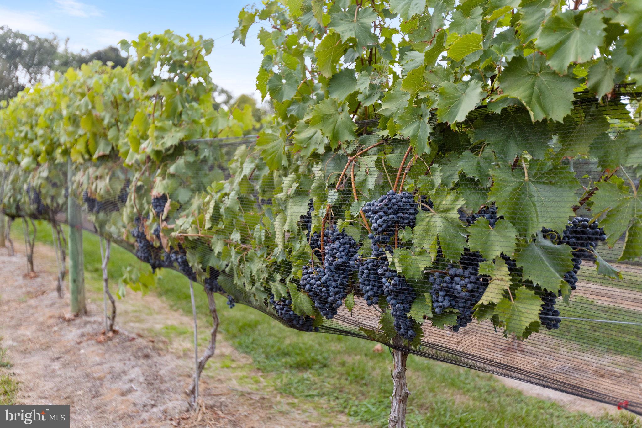 HOUGH FARM - Residential