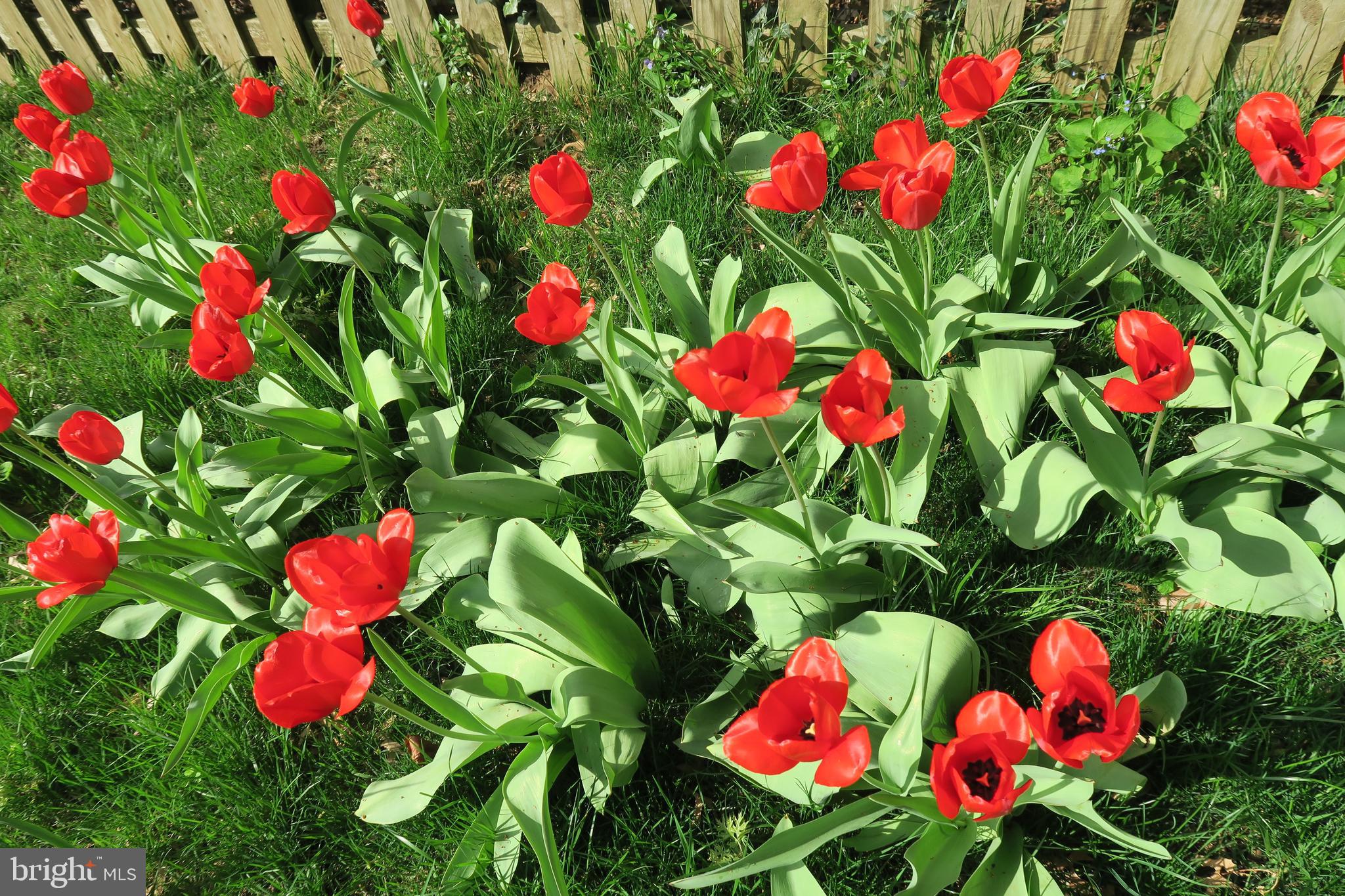 ROLAND PARK - Residential