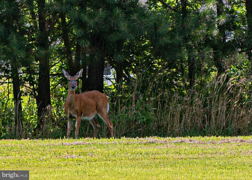 GLEN RIDDLE - Residential