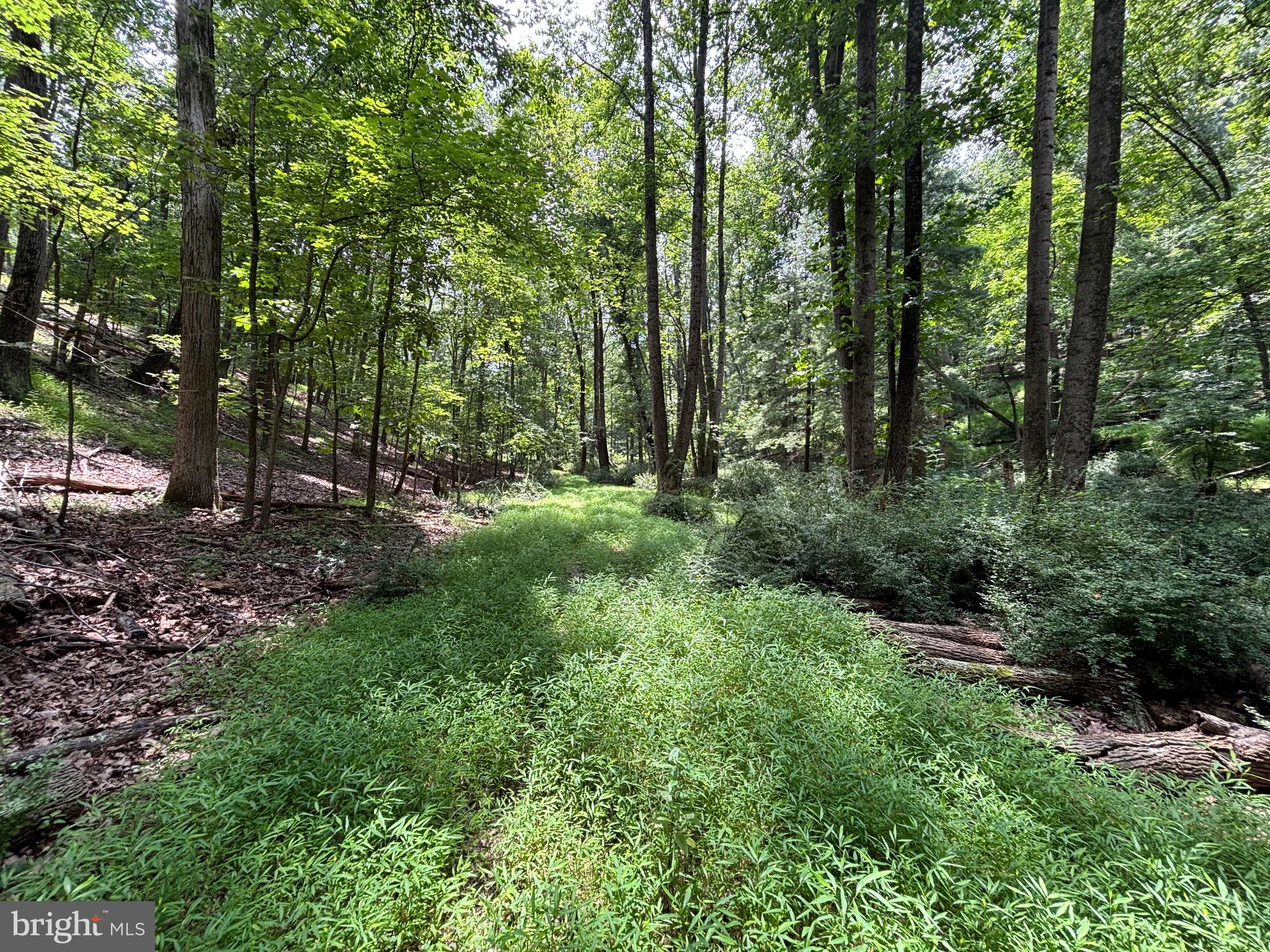 BEAR BRANCH ROAD