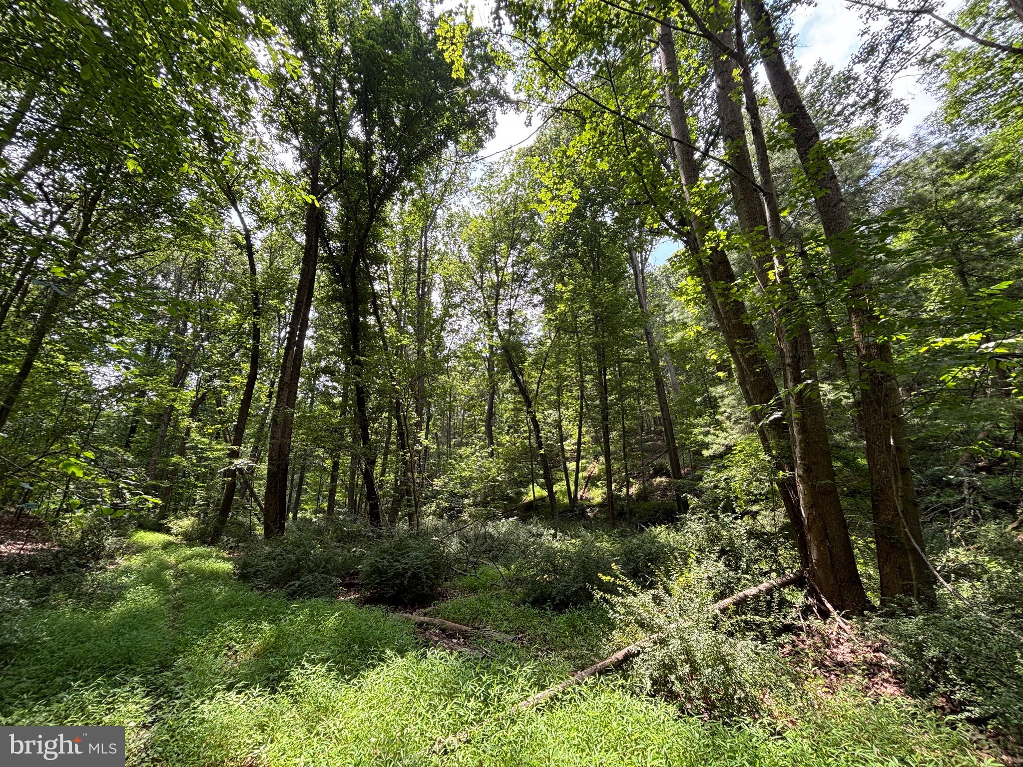 BEAR BRANCH ROAD