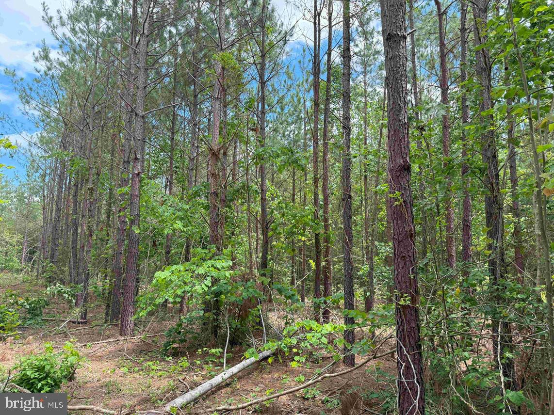 TWIN BRIDGE ROAD (RT. 623) (TRACT: BK3233-1)